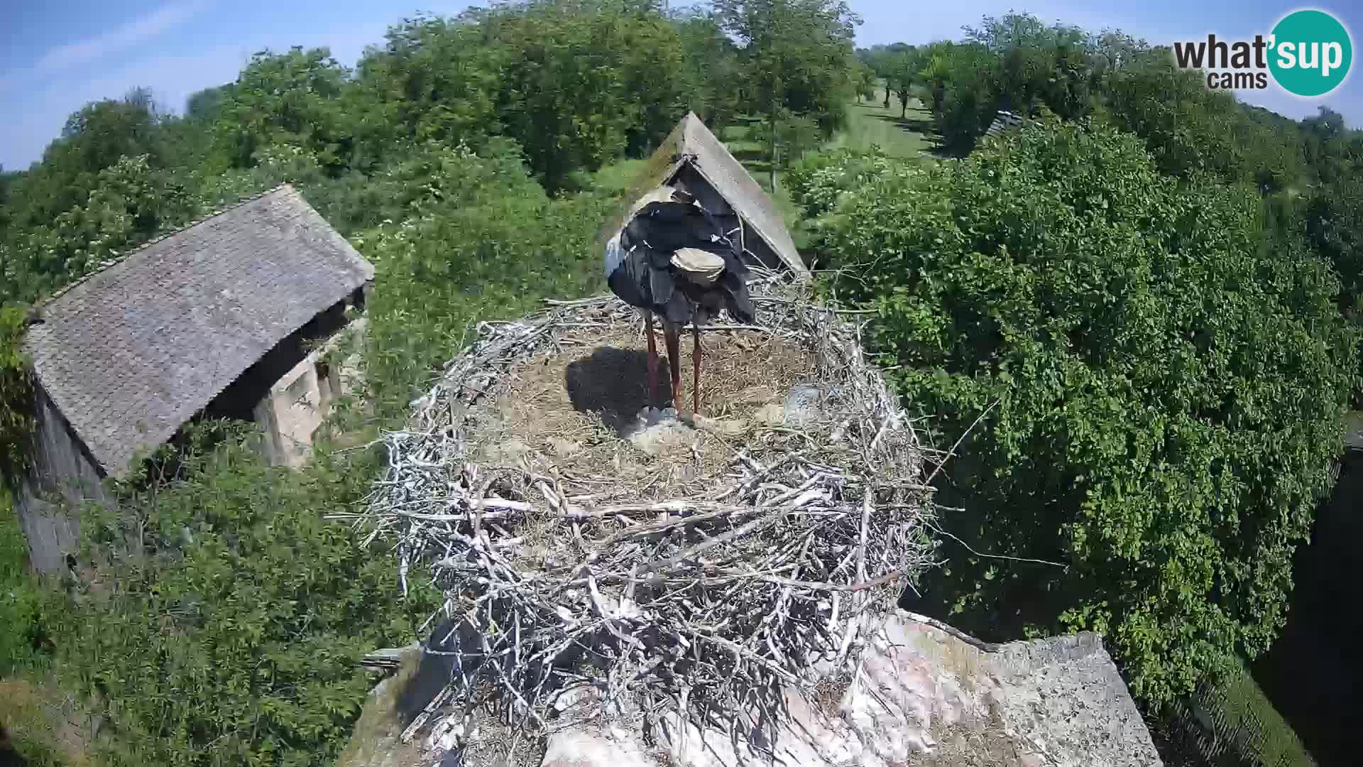 Pueblo europeo de cigüeñas camera en vivo Parque Natural Lonjsko polje