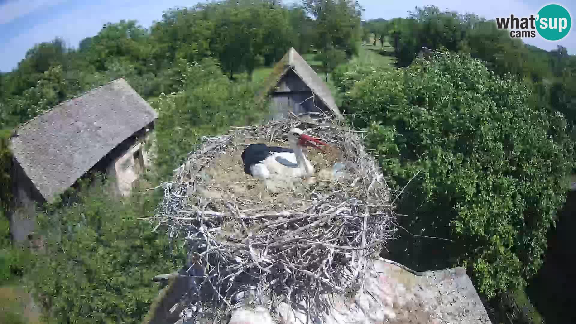 Live webcam European stork village – Lonjsko polje Nature Park