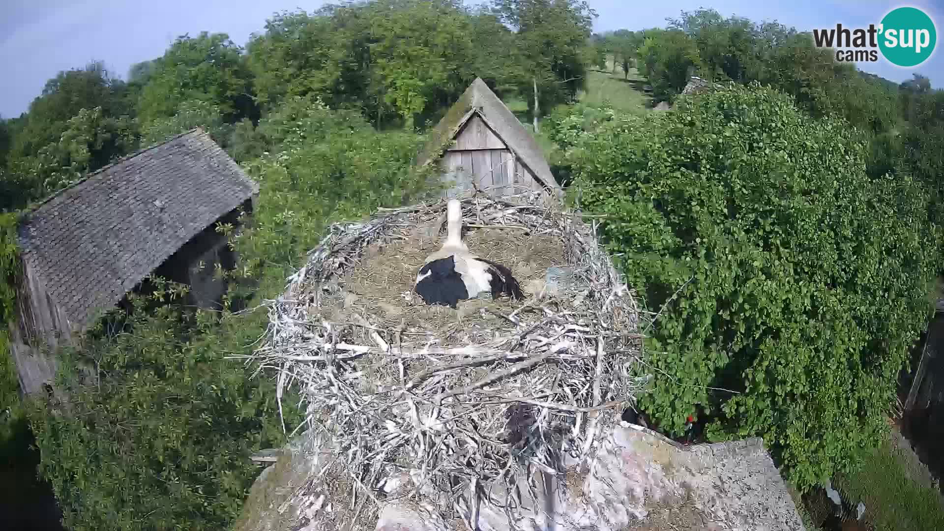 Webcam Europäisches Storchendorf – Naturpark Lonjsko polje