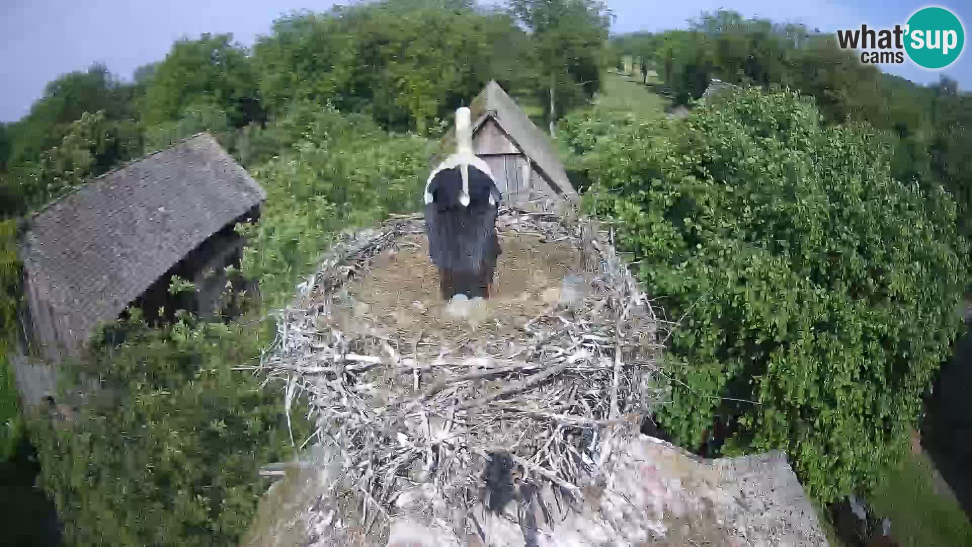 Pueblo europeo de cigüeñas camera en vivo Parque Natural Lonjsko polje