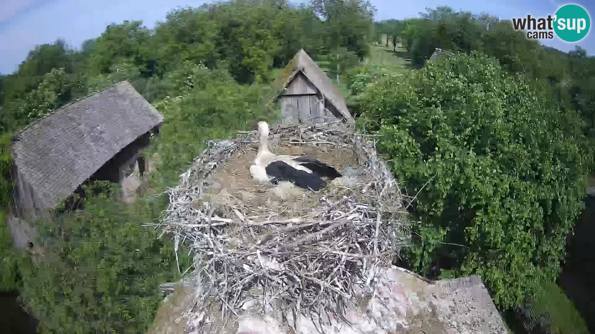 U živo Europsko selo roda – Park prirode Lonjsko polje