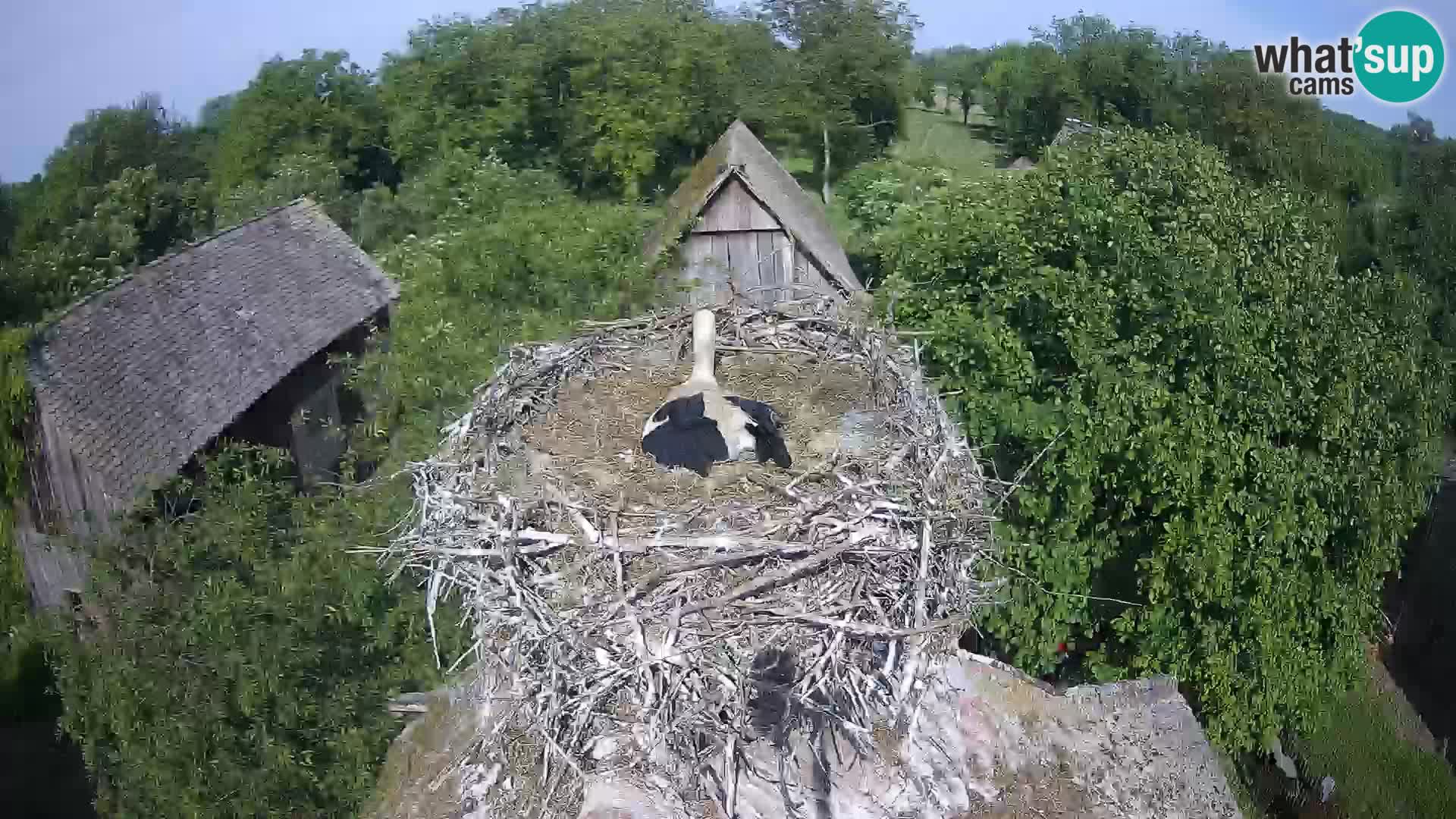 Live webcam European stork village – Lonjsko polje Nature Park