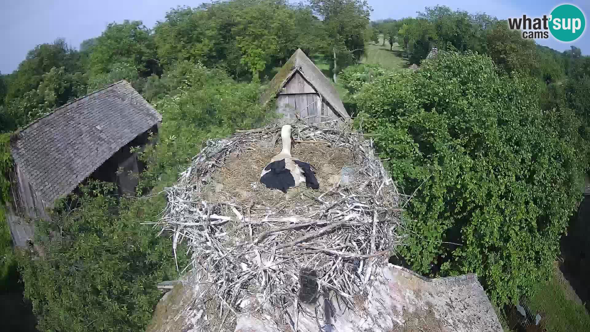 Webcam Europäisches Storchendorf – Naturpark Lonjsko polje