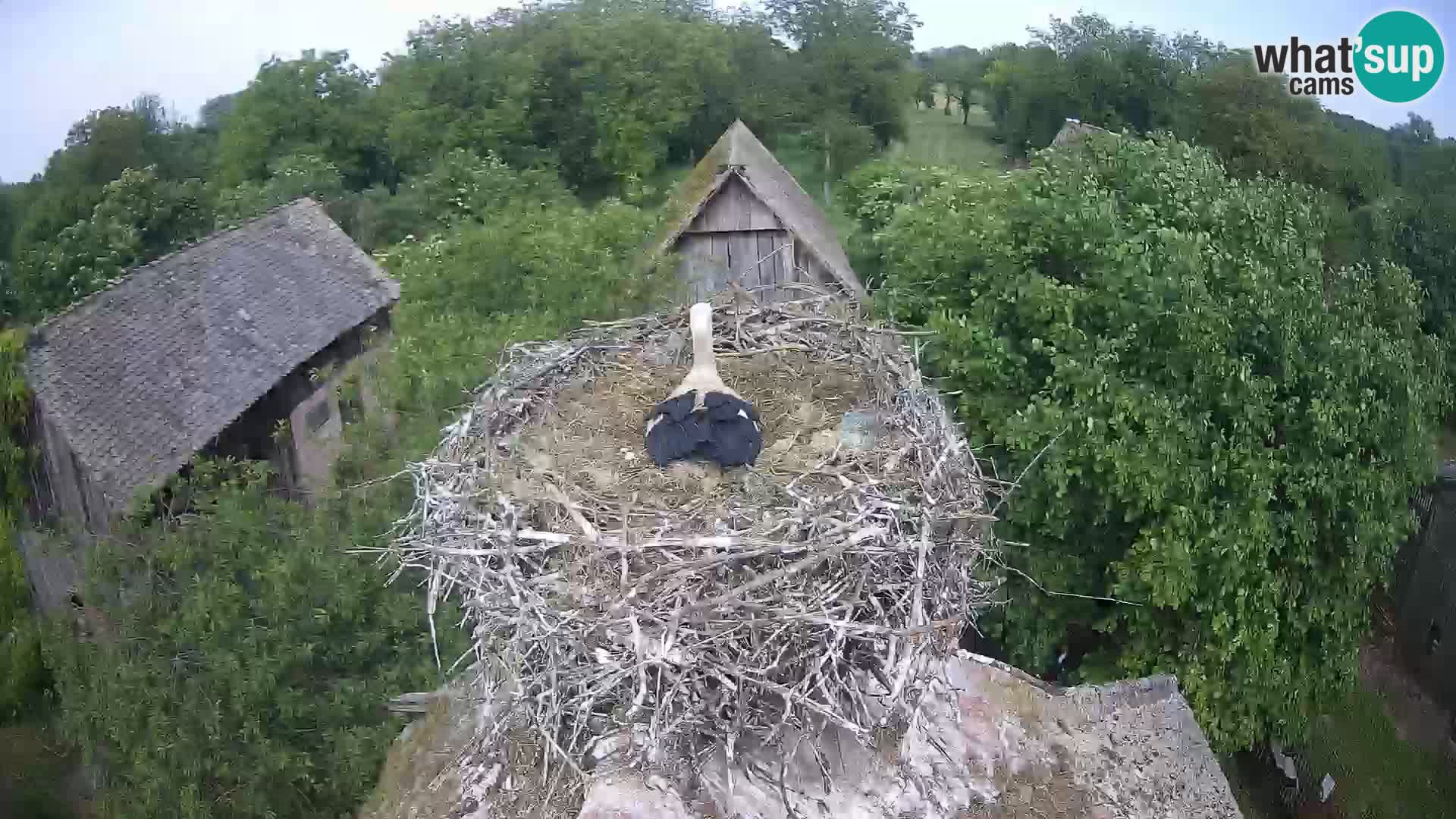 Villaggio delle cicogne europee webcam Parco naturale di Lonjsko polje