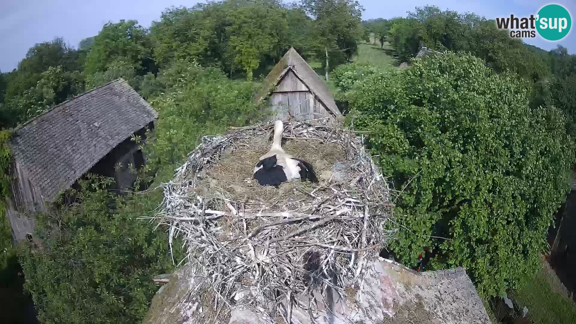 Webcam Europäisches Storchendorf – Naturpark Lonjsko polje