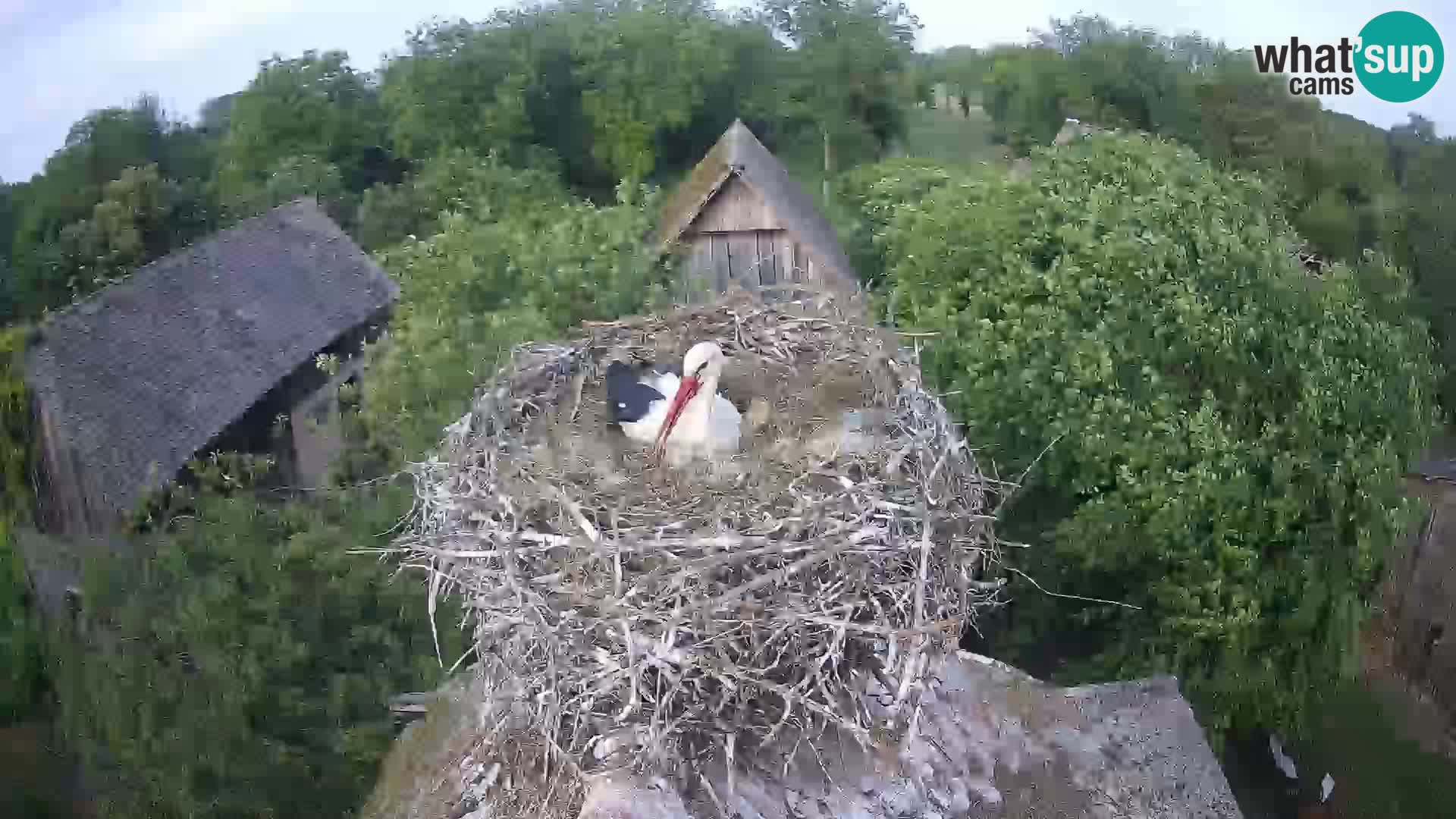 Villaggio delle cicogne europee webcam Parco naturale di Lonjsko polje