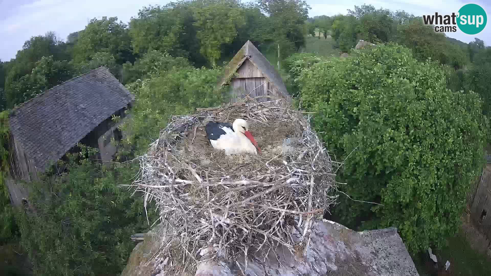 Village européen de cigognes webcam Parc naturel de Lonjsko polje