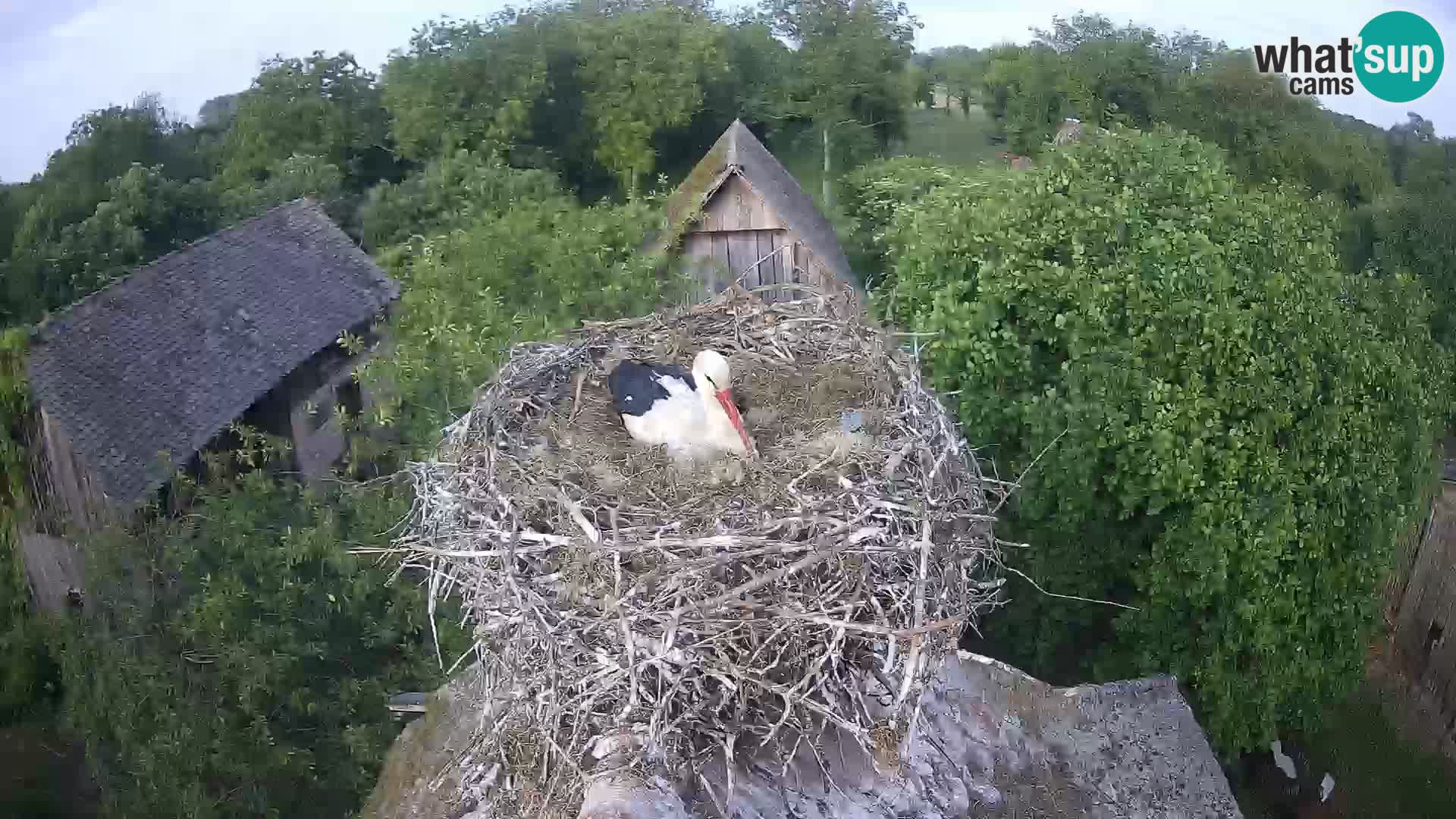 Village européen de cigognes webcam Parc naturel de Lonjsko polje