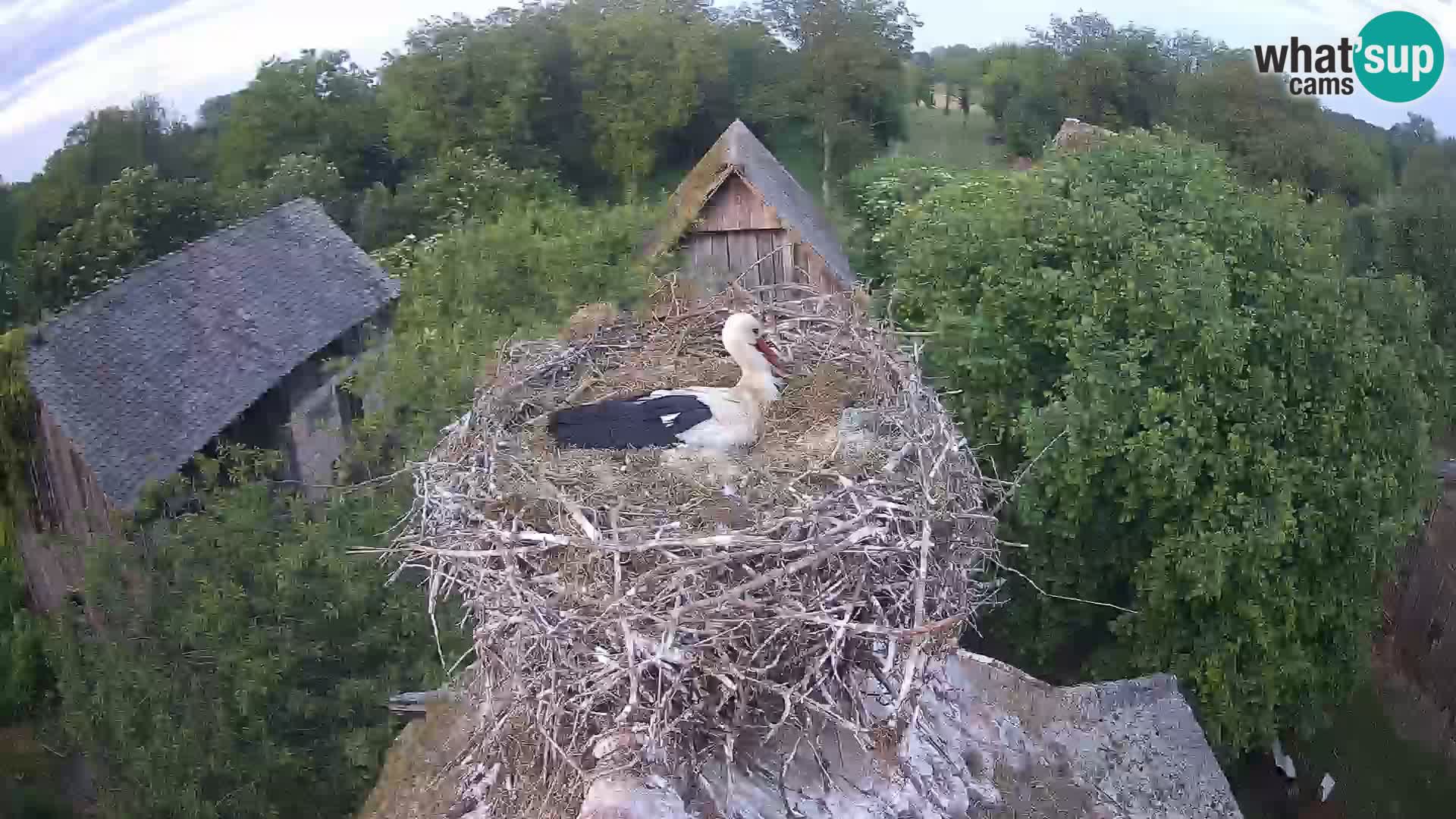 Webcam Europäisches Storchendorf – Naturpark Lonjsko polje