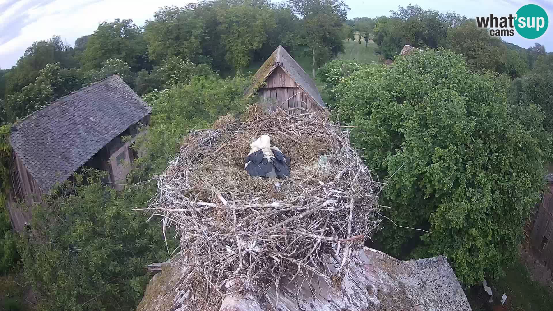 U živo Europsko selo roda – Park prirode Lonjsko polje