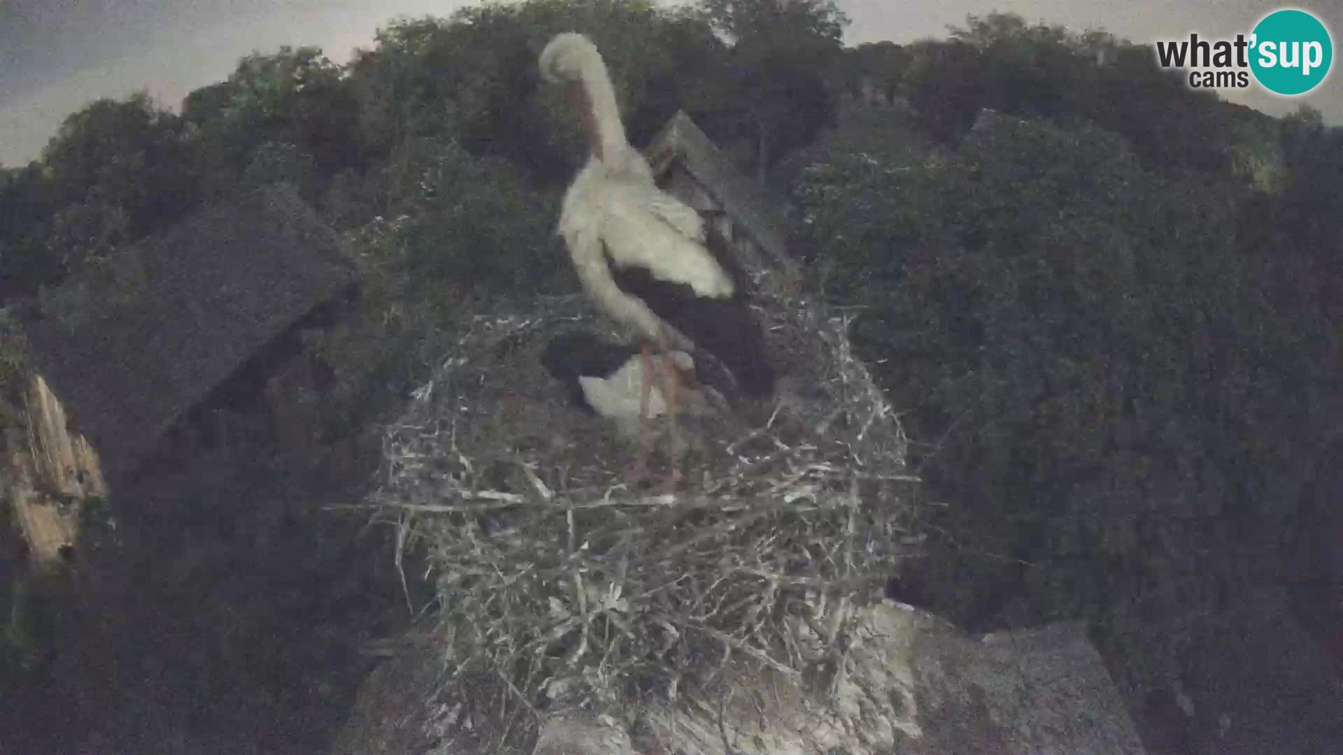 Live webcam European stork village – Lonjsko polje Nature Park