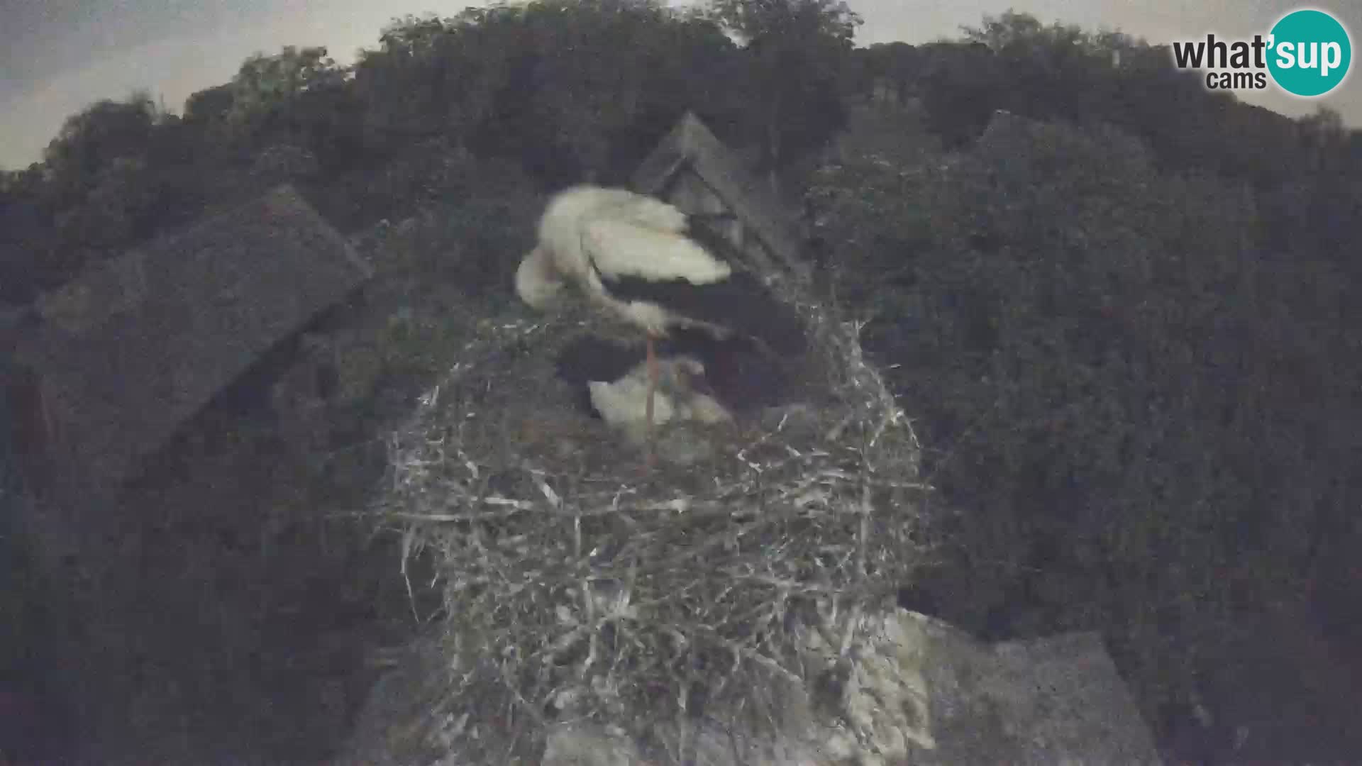 Village européen de cigognes webcam Parc naturel de Lonjsko polje