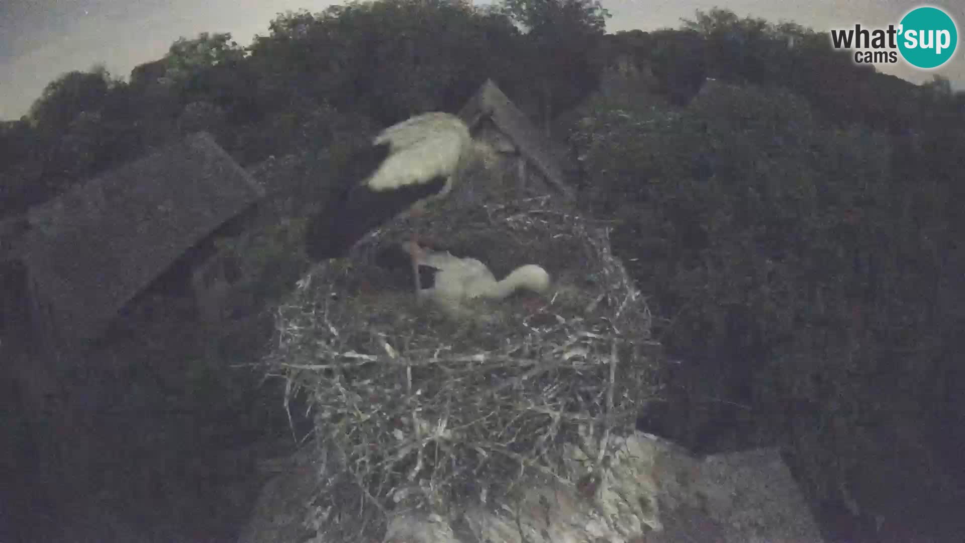 Village européen de cigognes webcam Parc naturel de Lonjsko polje