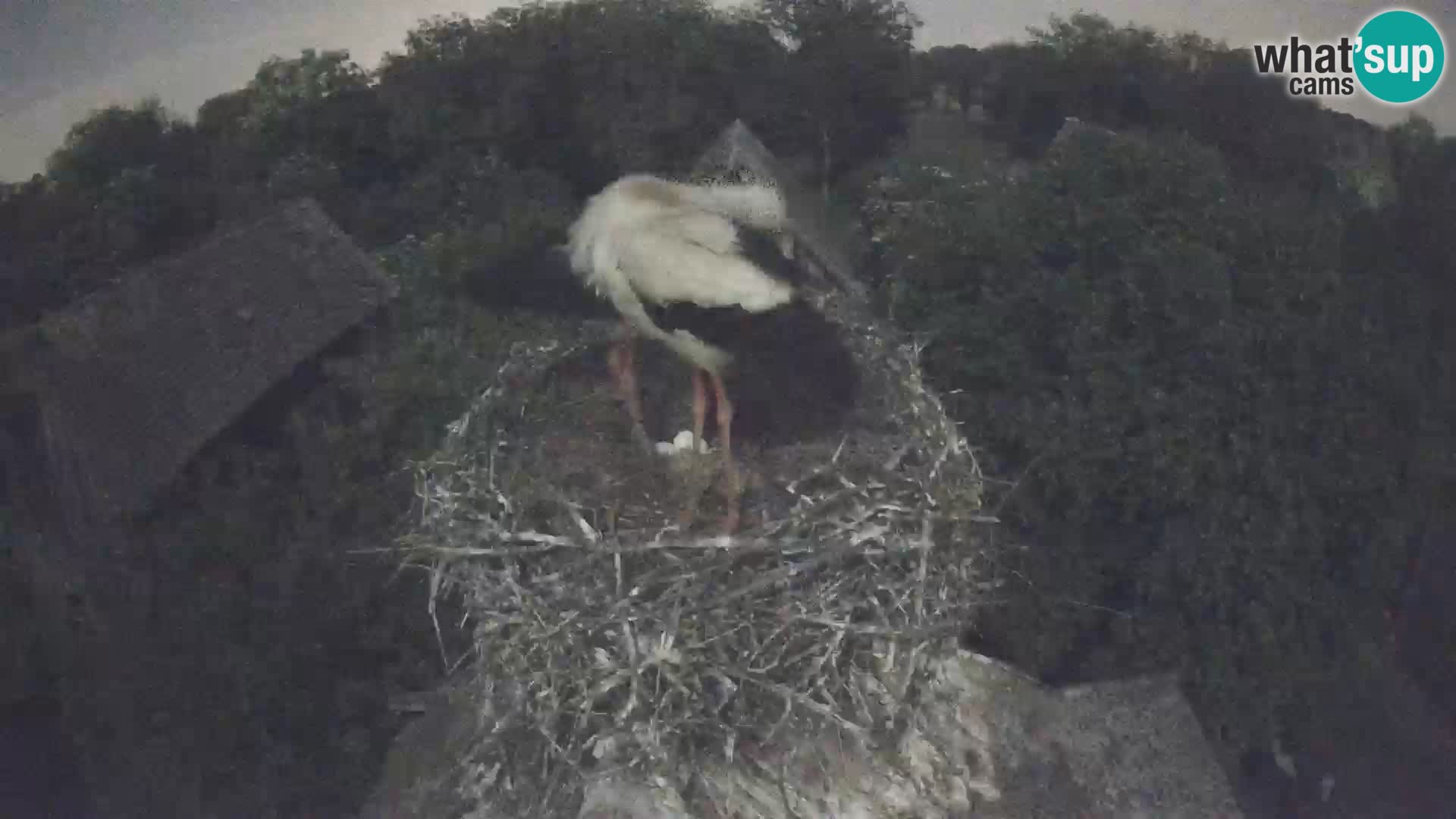 Pueblo europeo de cigüeñas camera en vivo Parque Natural Lonjsko polje