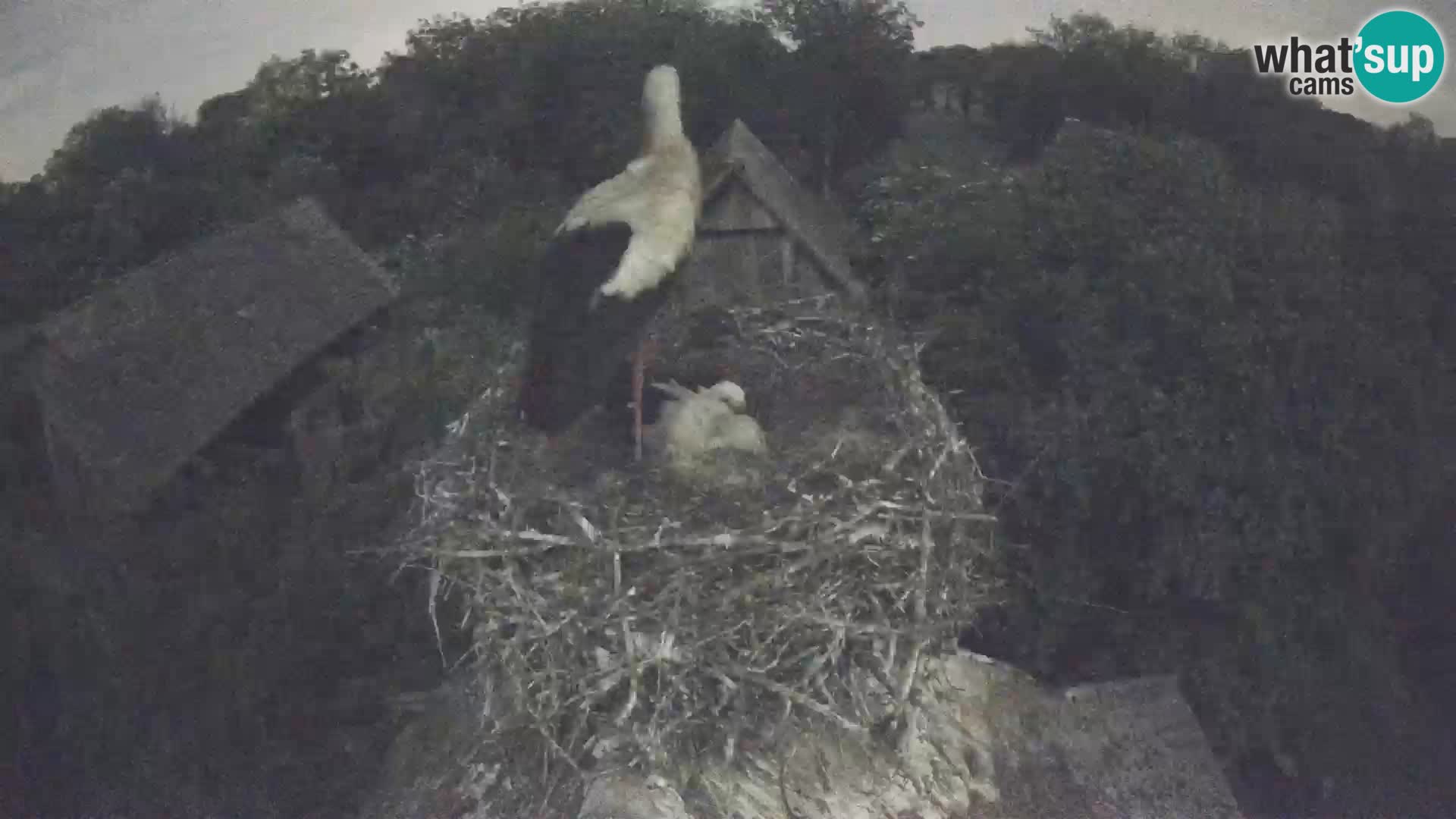 Webcam Europäisches Storchendorf – Naturpark Lonjsko polje