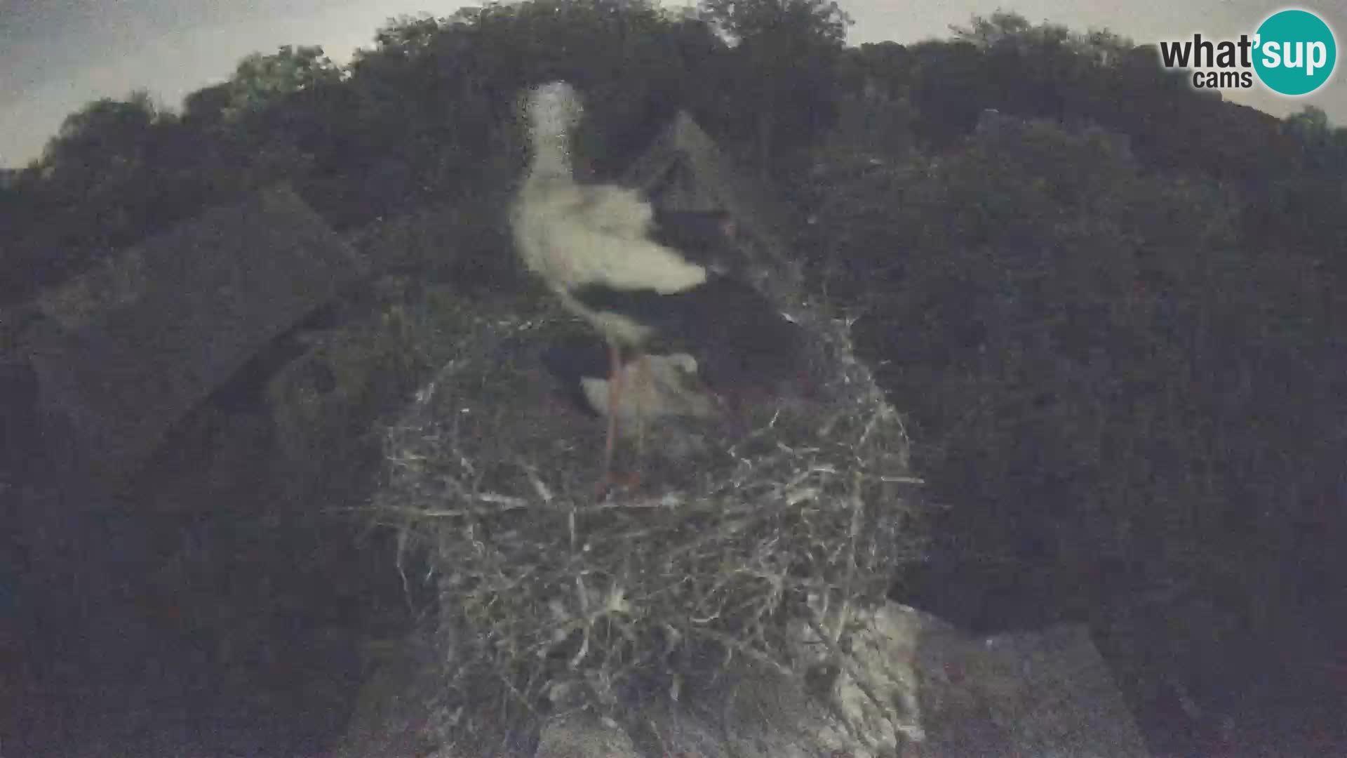 Village européen de cigognes webcam Parc naturel de Lonjsko polje