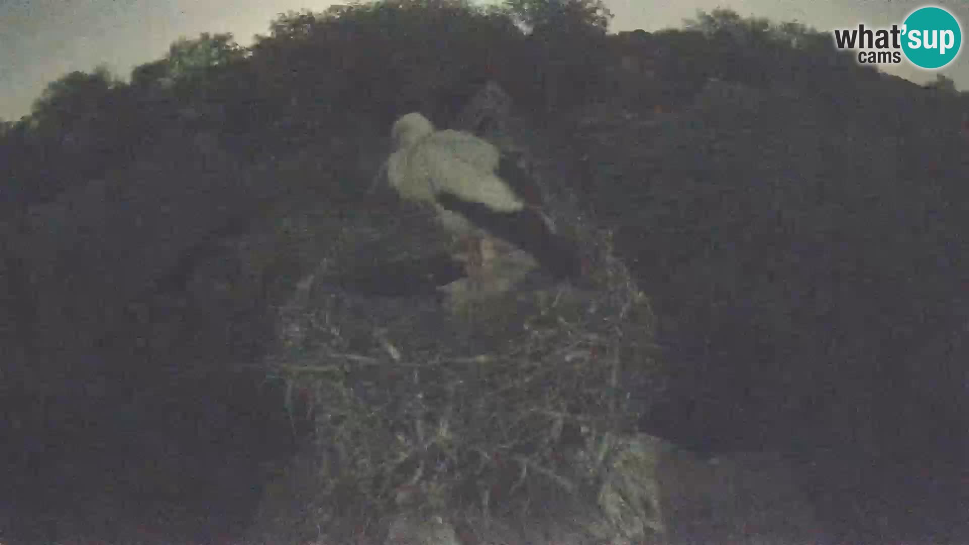 Villaggio delle cicogne europee webcam Parco naturale di Lonjsko polje
