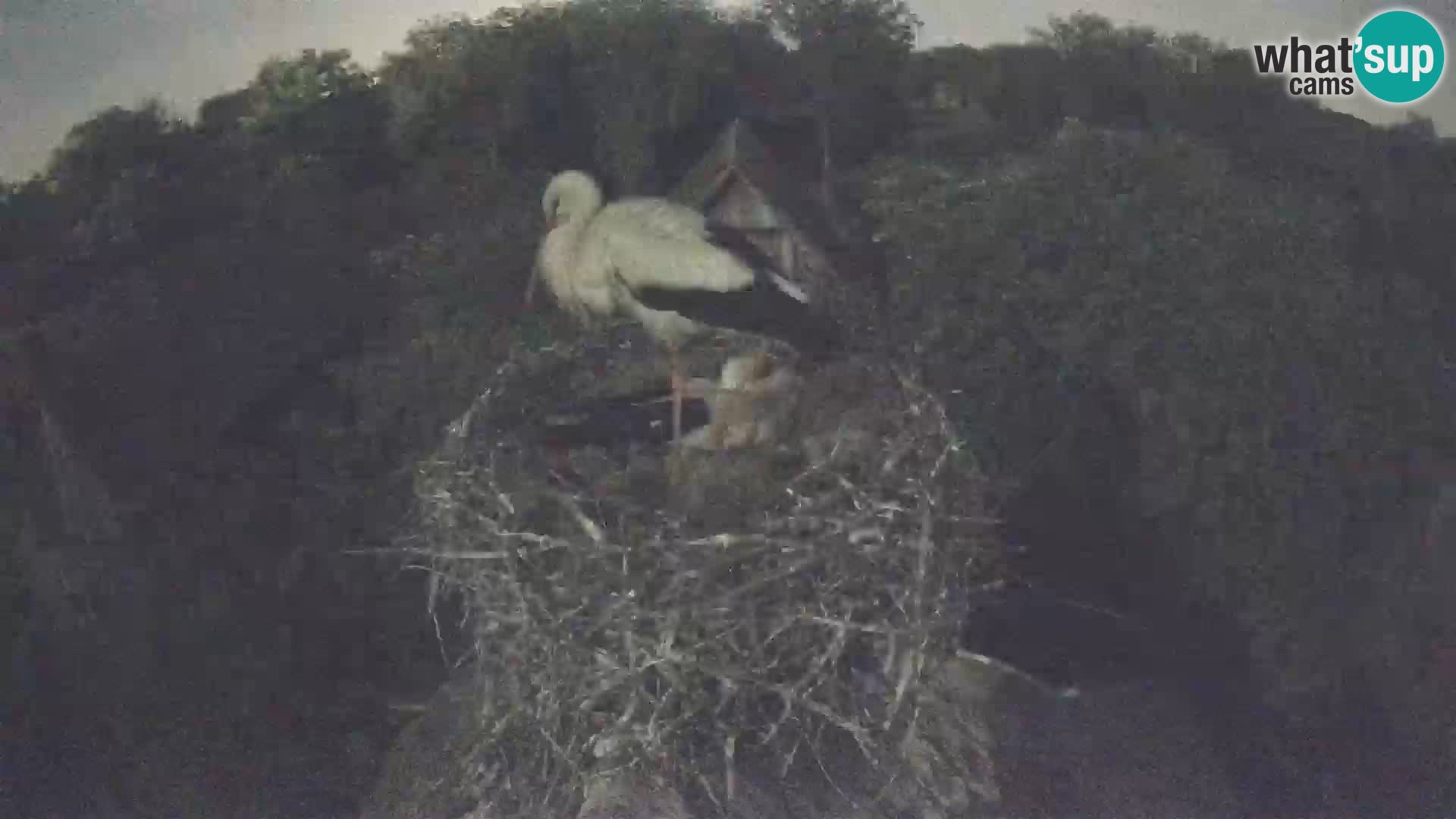Pueblo europeo de cigüeñas camera en vivo Parque Natural Lonjsko polje