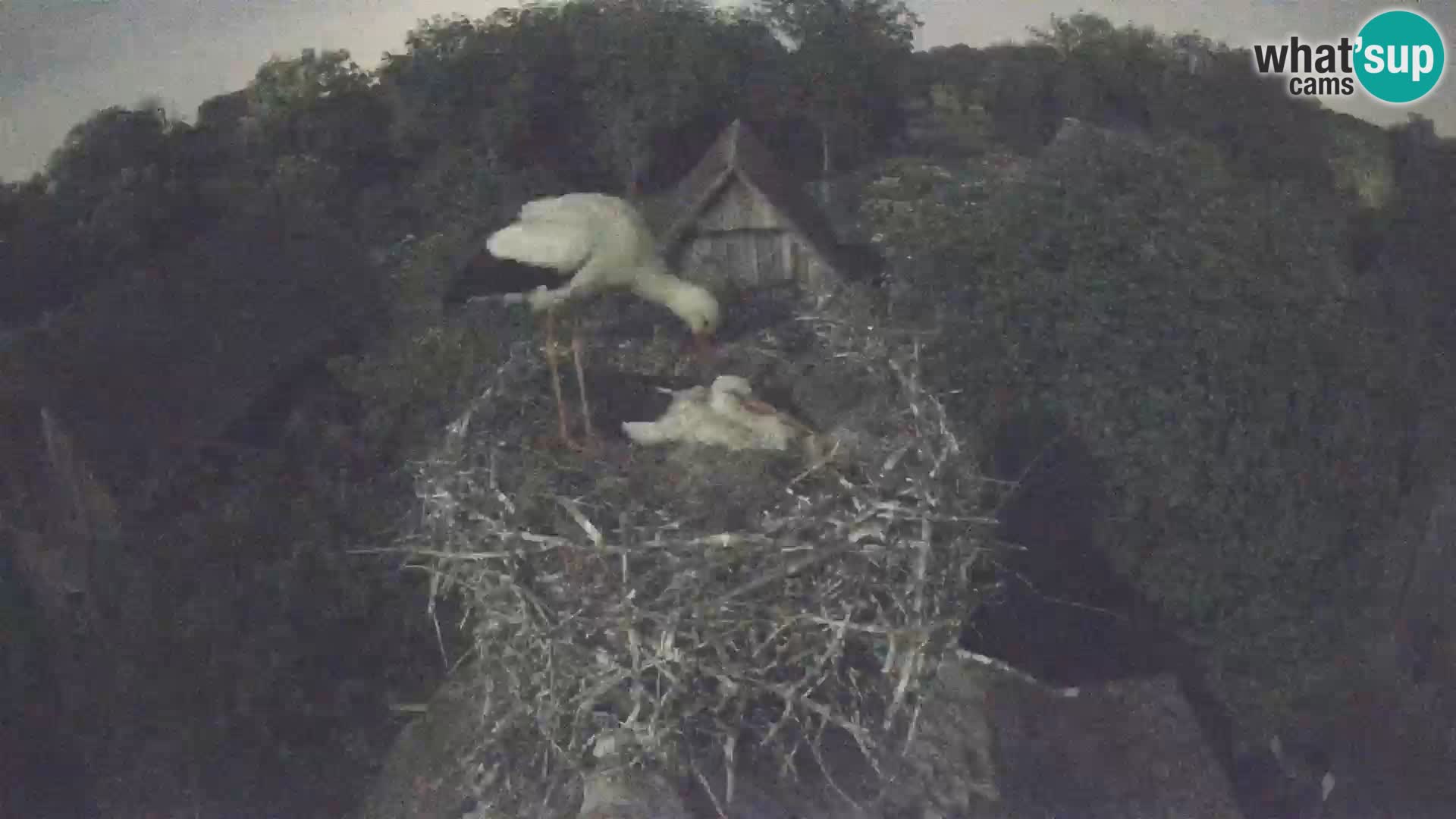 Village européen de cigognes webcam Parc naturel de Lonjsko polje