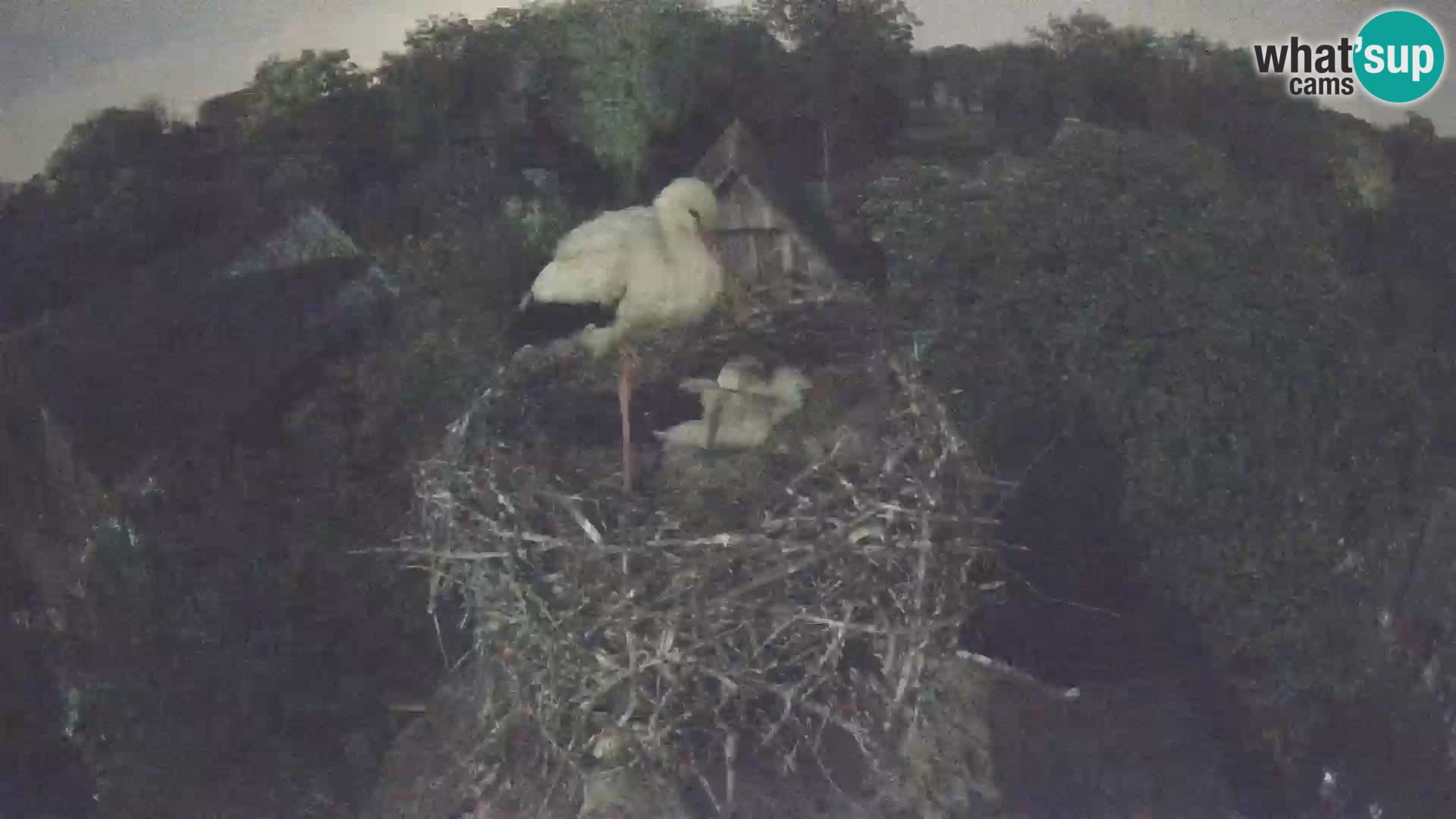Village européen de cigognes webcam Parc naturel de Lonjsko polje