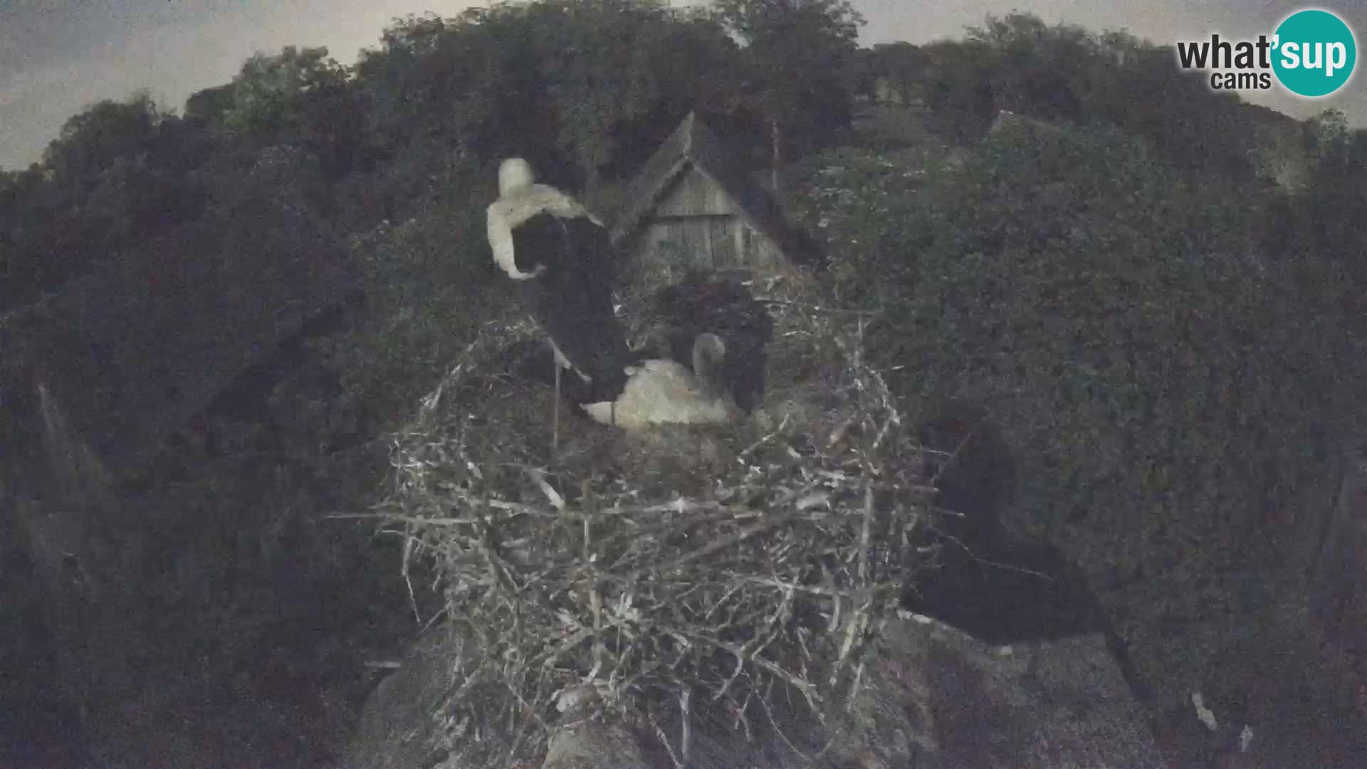 Live webcam European stork village – Lonjsko polje Nature Park