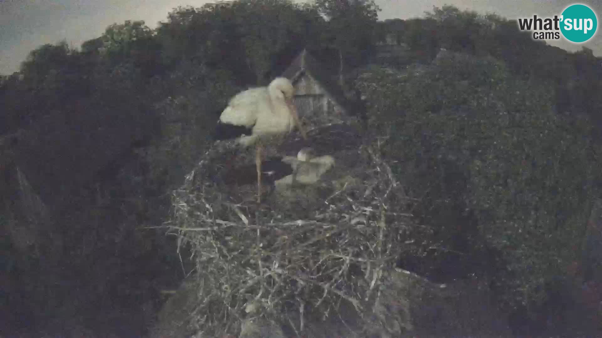 Live webcam European stork village – Lonjsko polje Nature Park
