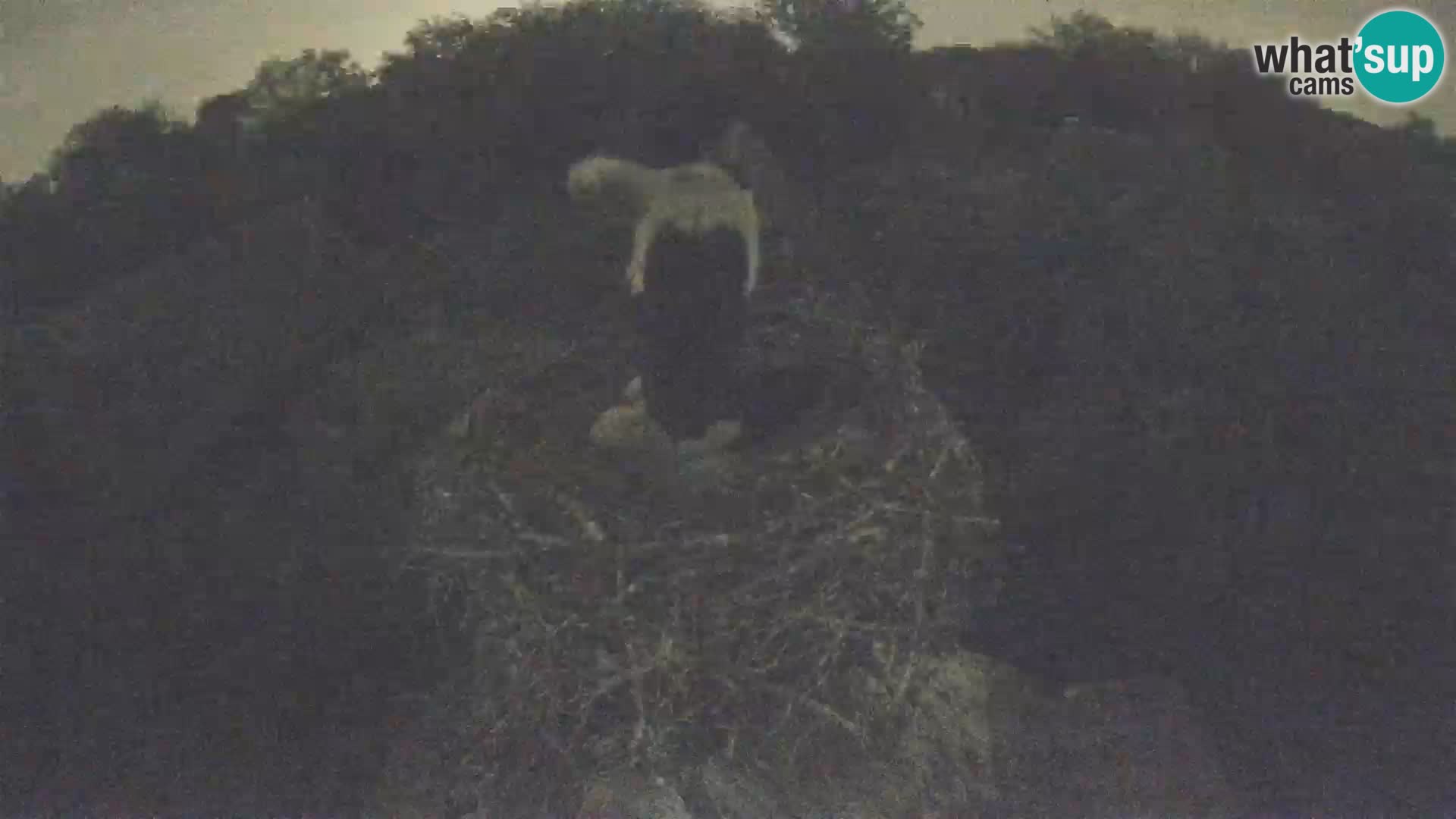 Village européen de cigognes webcam Parc naturel de Lonjsko polje