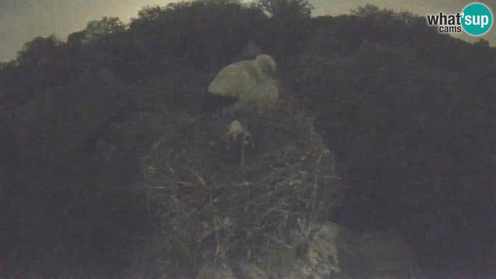 Evropska vas štorklje – Krajinski park Lonjsko polje spletna kamera
