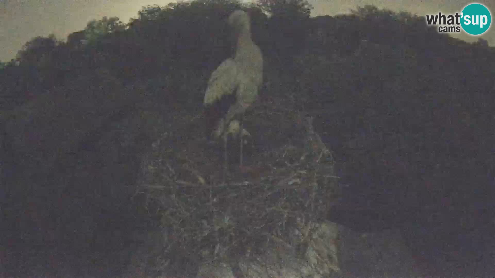 Live webcam European stork village – Lonjsko polje Nature Park