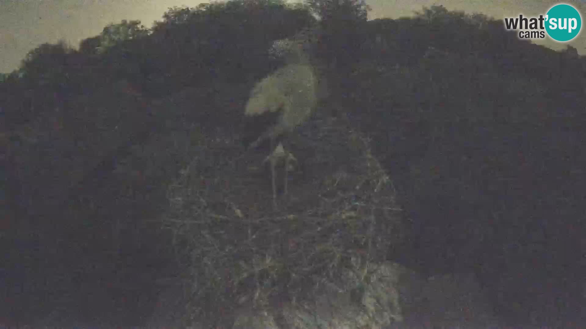 Village européen de cigognes webcam Parc naturel de Lonjsko polje