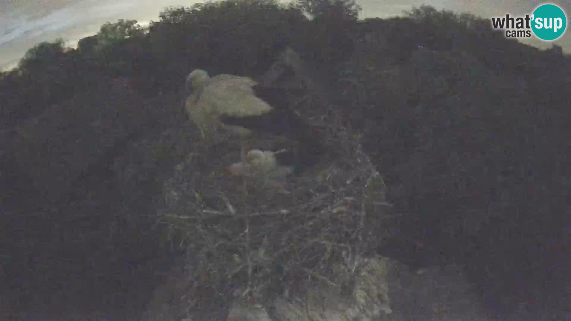 Webcam Europäisches Storchendorf – Naturpark Lonjsko polje