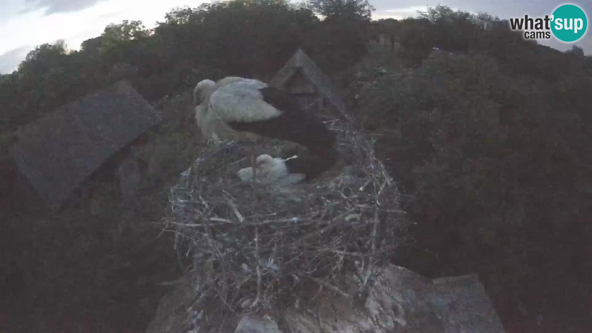 Village européen de cigognes webcam Parc naturel de Lonjsko polje