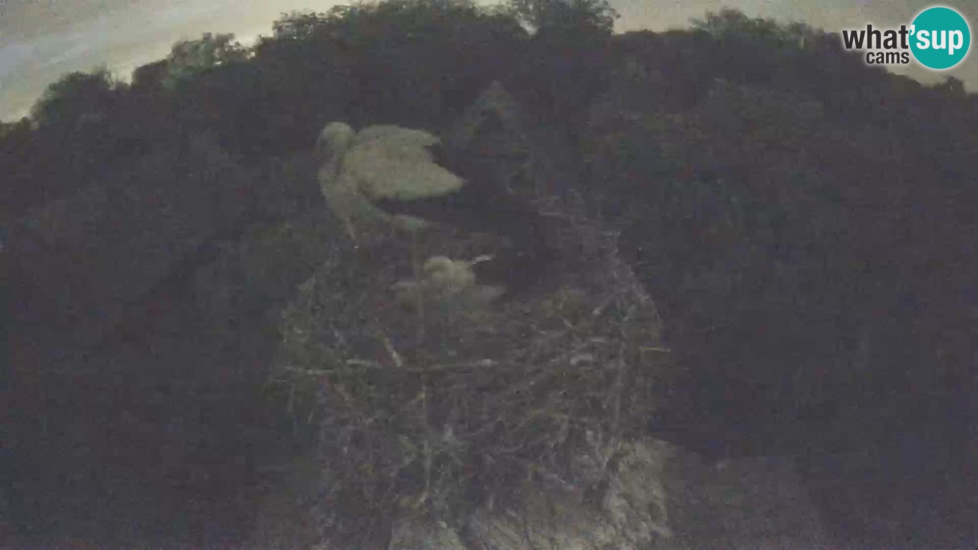 Village européen de cigognes webcam Parc naturel de Lonjsko polje