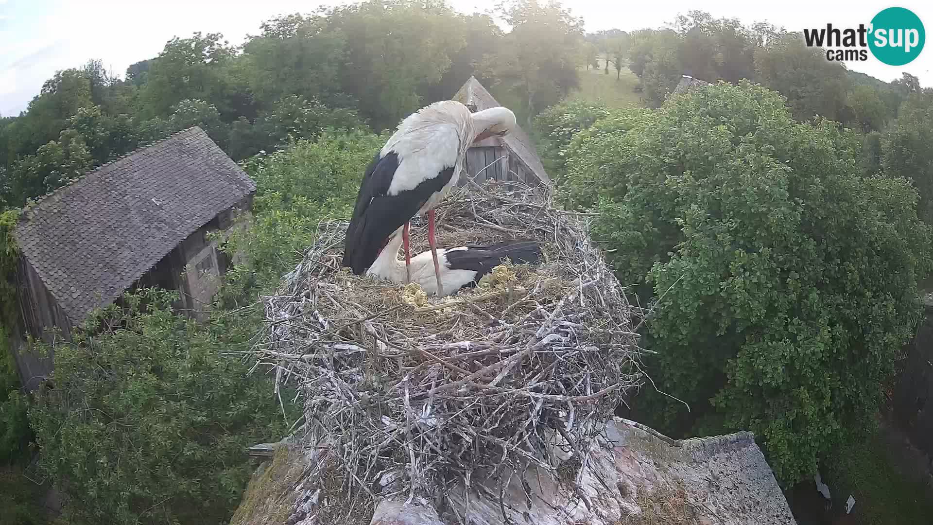 Pueblo europeo de cigüeñas camera en vivo Parque Natural Lonjsko polje