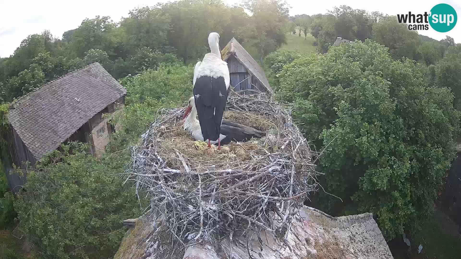 Webcam Europäisches Storchendorf – Naturpark Lonjsko polje