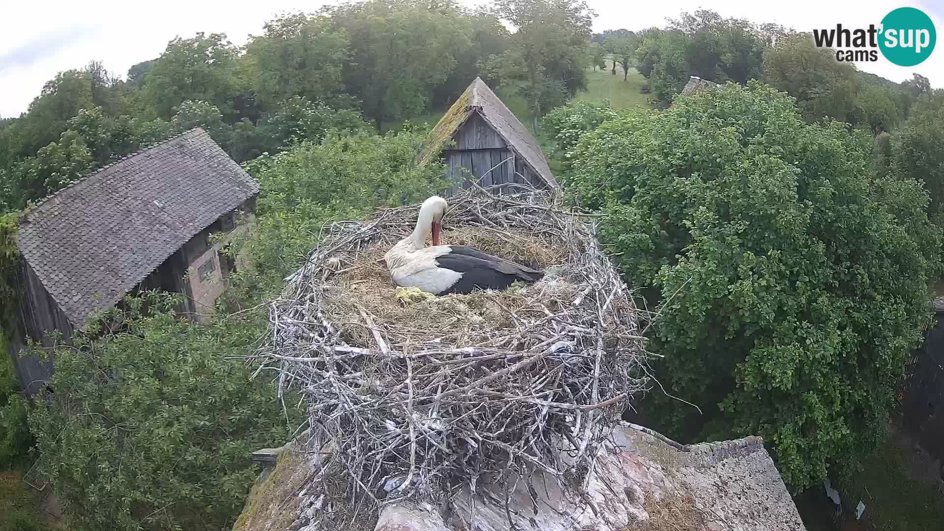 Webcam Europäisches Storchendorf – Naturpark Lonjsko polje