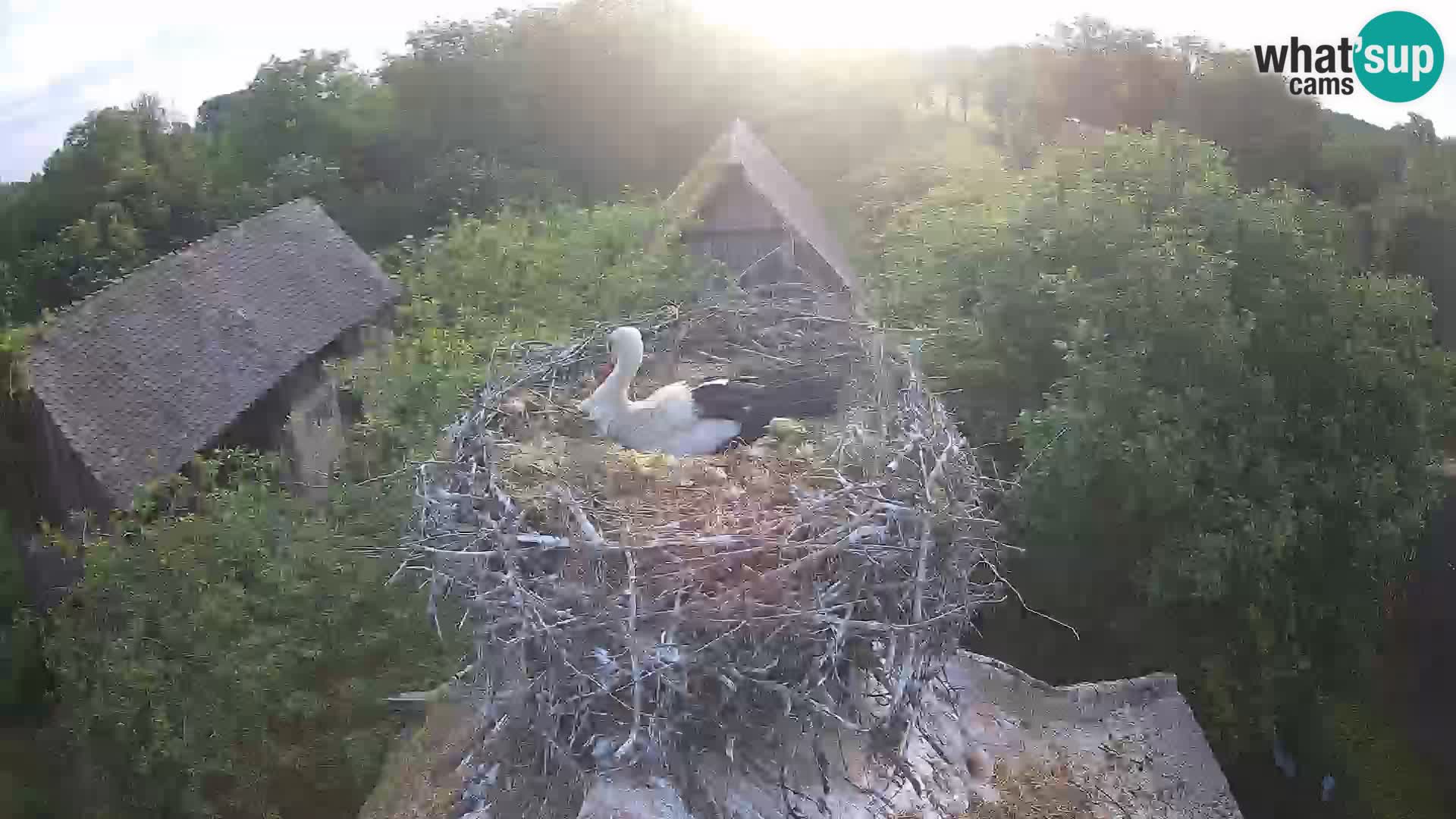 Pueblo europeo de cigüeñas camera en vivo Parque Natural Lonjsko polje