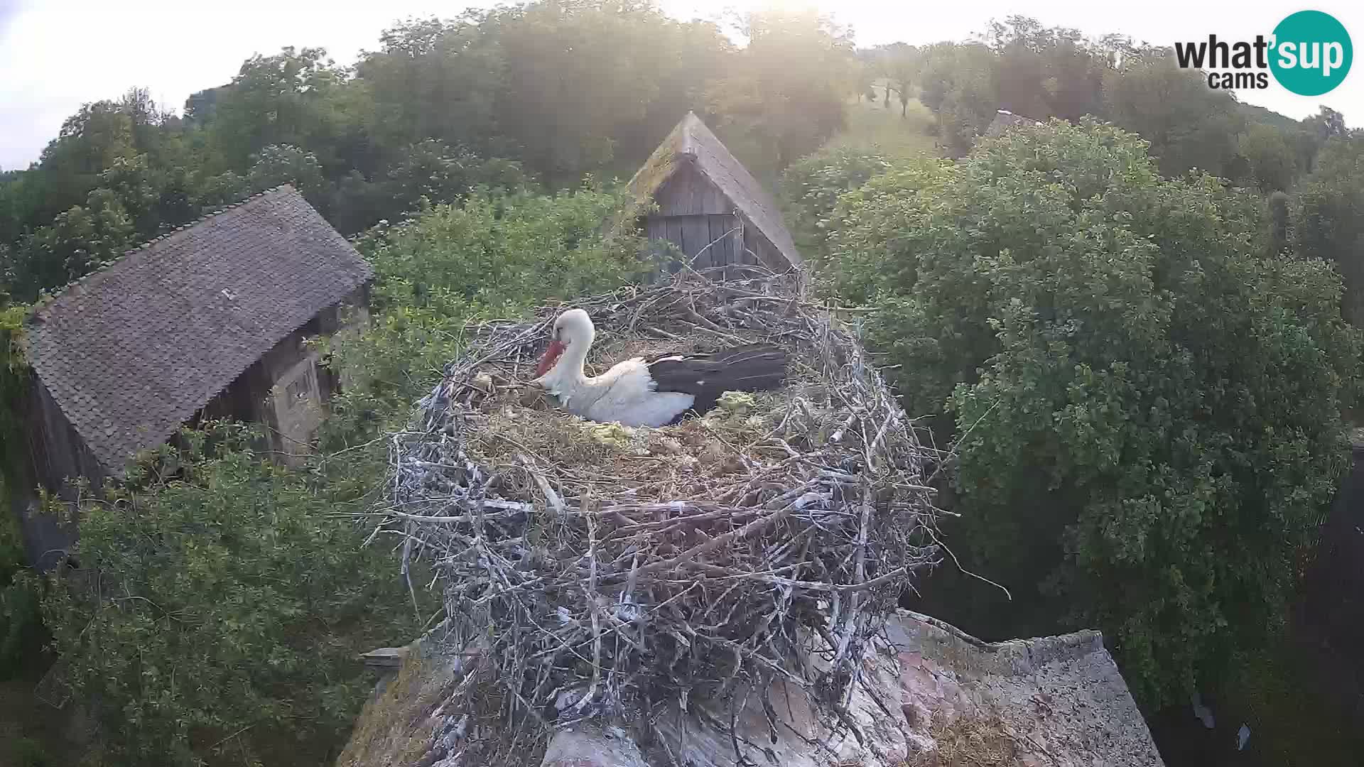 Village européen de cigognes webcam Parc naturel de Lonjsko polje