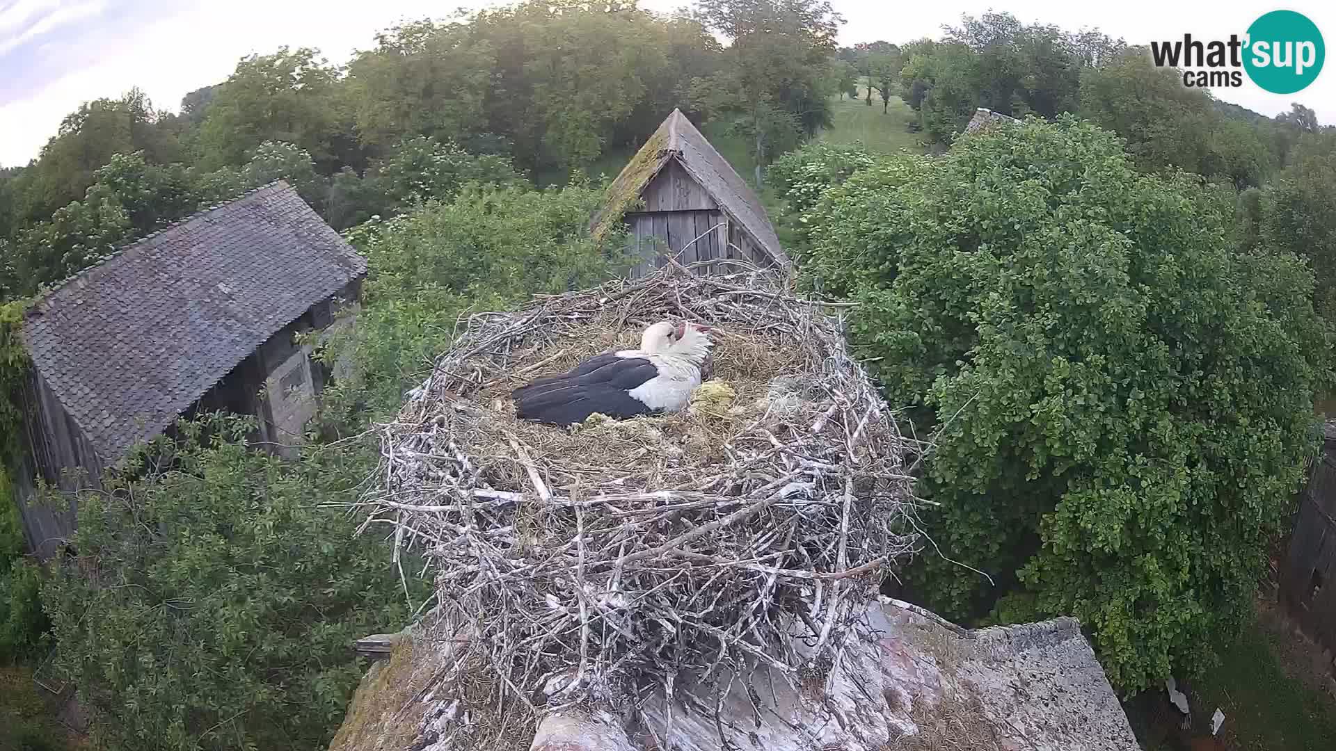 Pueblo europeo de cigüeñas camera en vivo Parque Natural Lonjsko polje