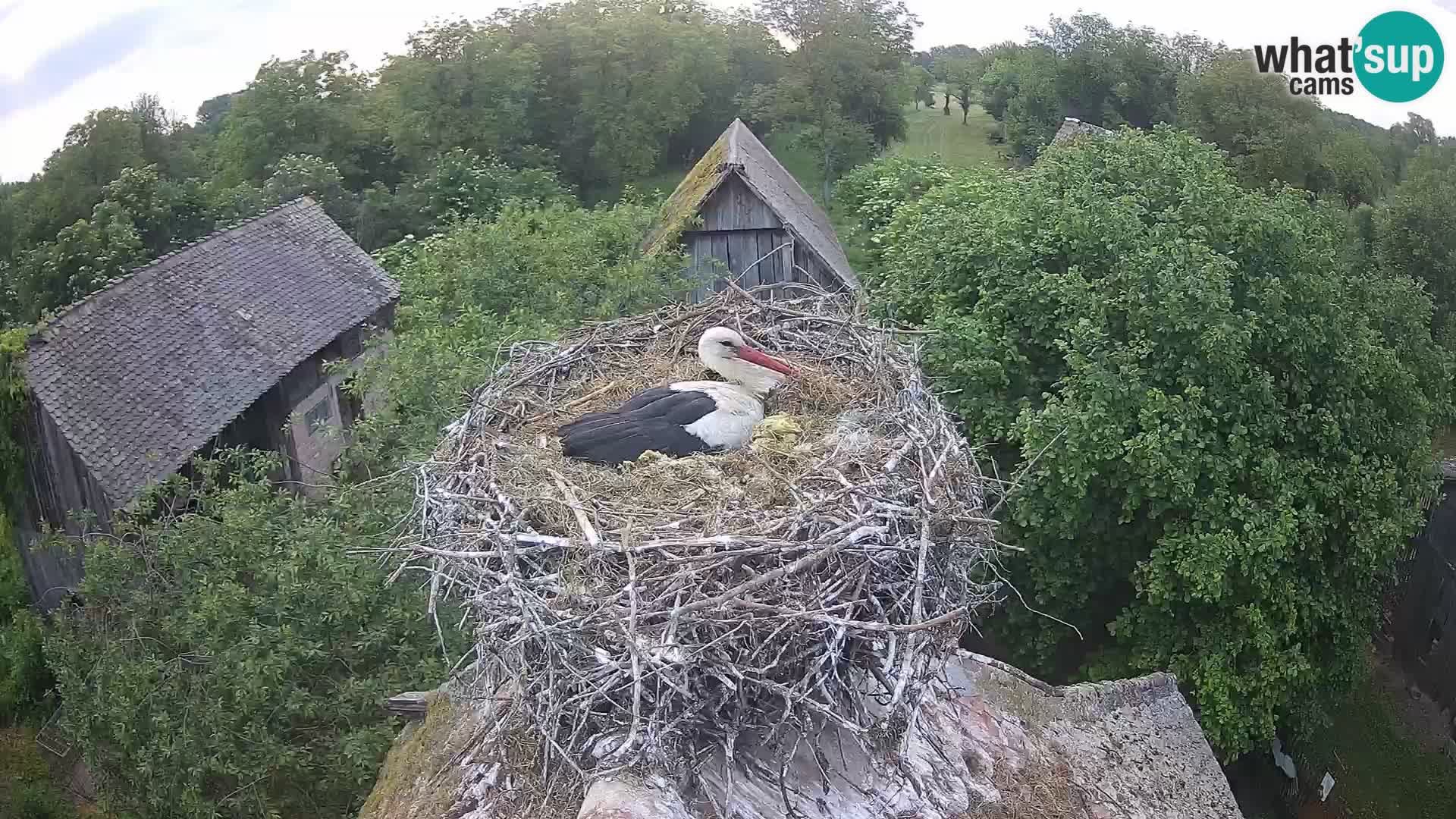 Live webcam European stork village – Lonjsko polje Nature Park