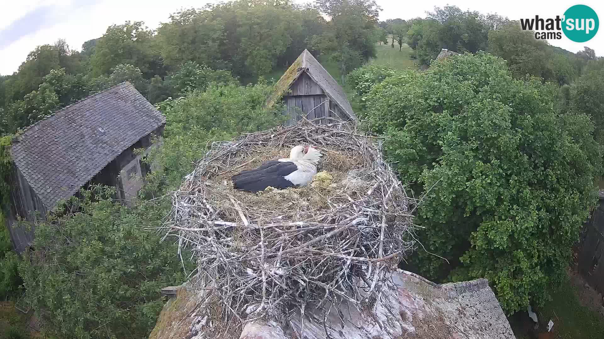 Village européen de cigognes webcam Parc naturel de Lonjsko polje