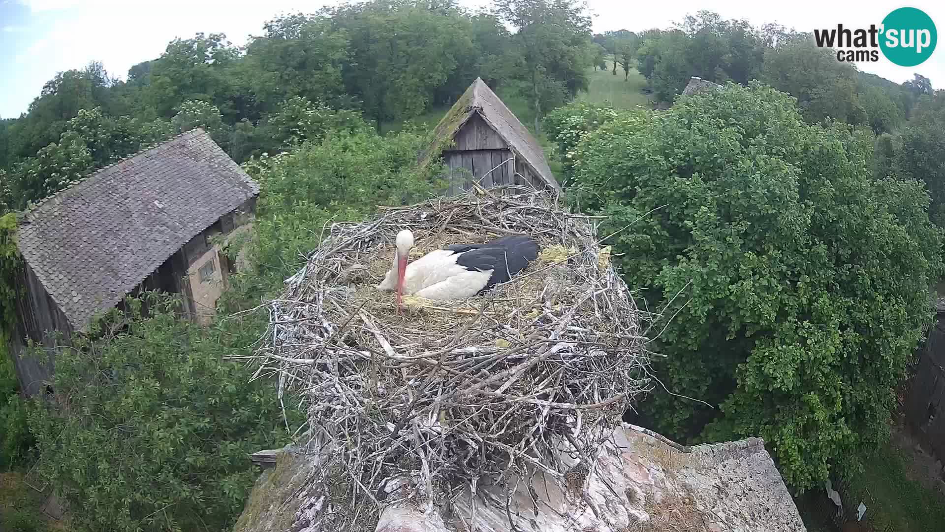 U živo Europsko selo roda – Park prirode Lonjsko polje
