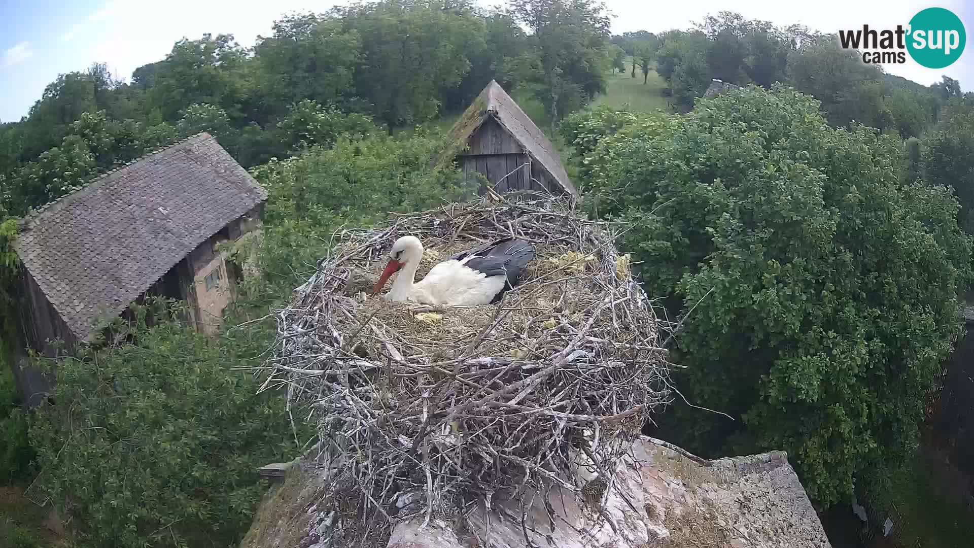 Village européen de cigognes webcam Parc naturel de Lonjsko polje