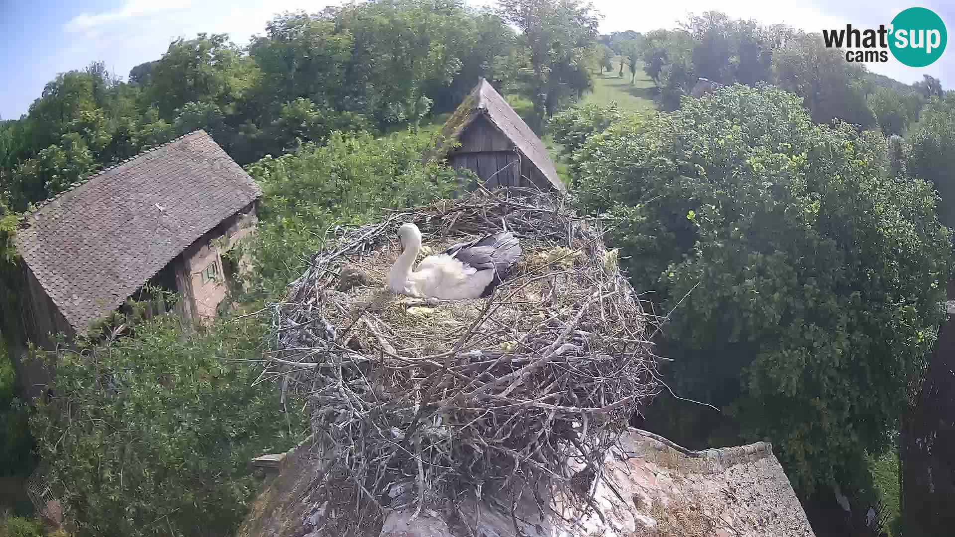 Village européen de cigognes webcam Parc naturel de Lonjsko polje