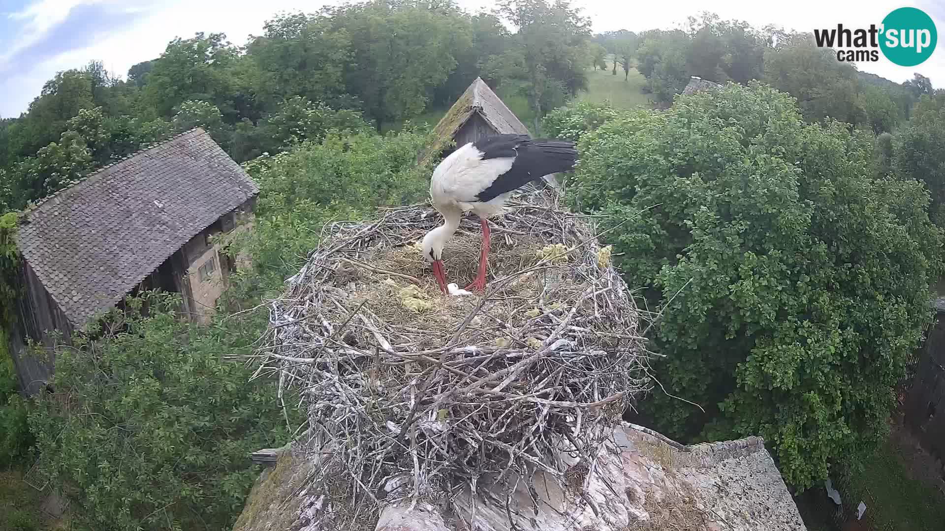 Village européen de cigognes webcam Parc naturel de Lonjsko polje