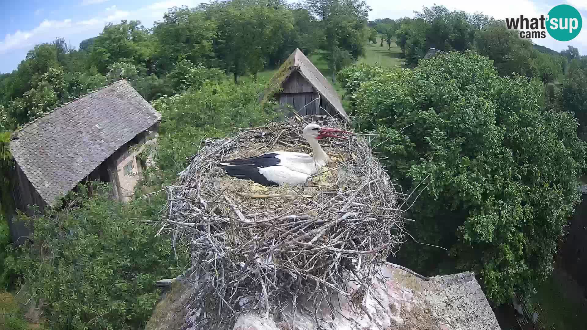 Village européen de cigognes webcam Parc naturel de Lonjsko polje