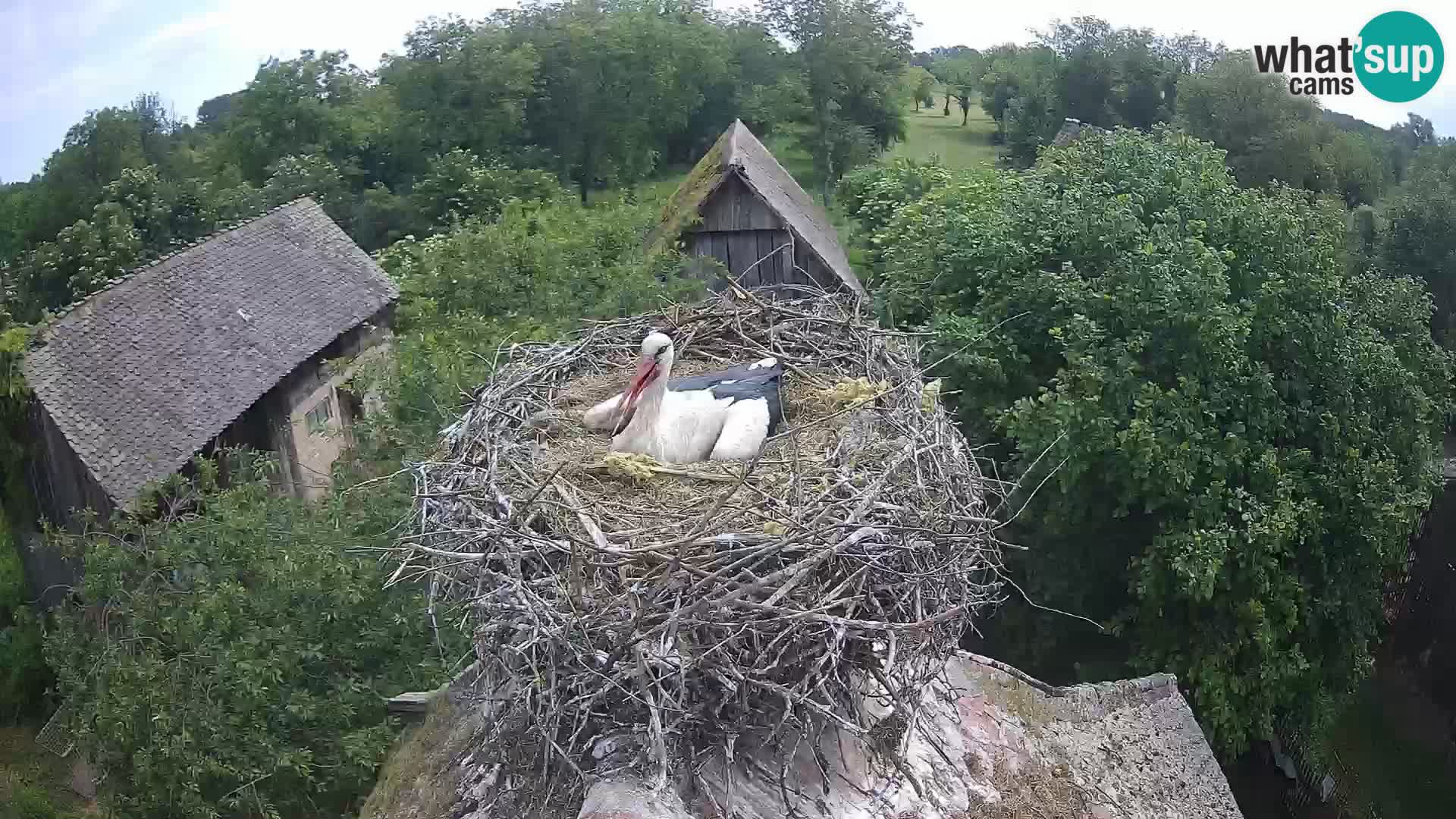 Village européen de cigognes webcam Parc naturel de Lonjsko polje