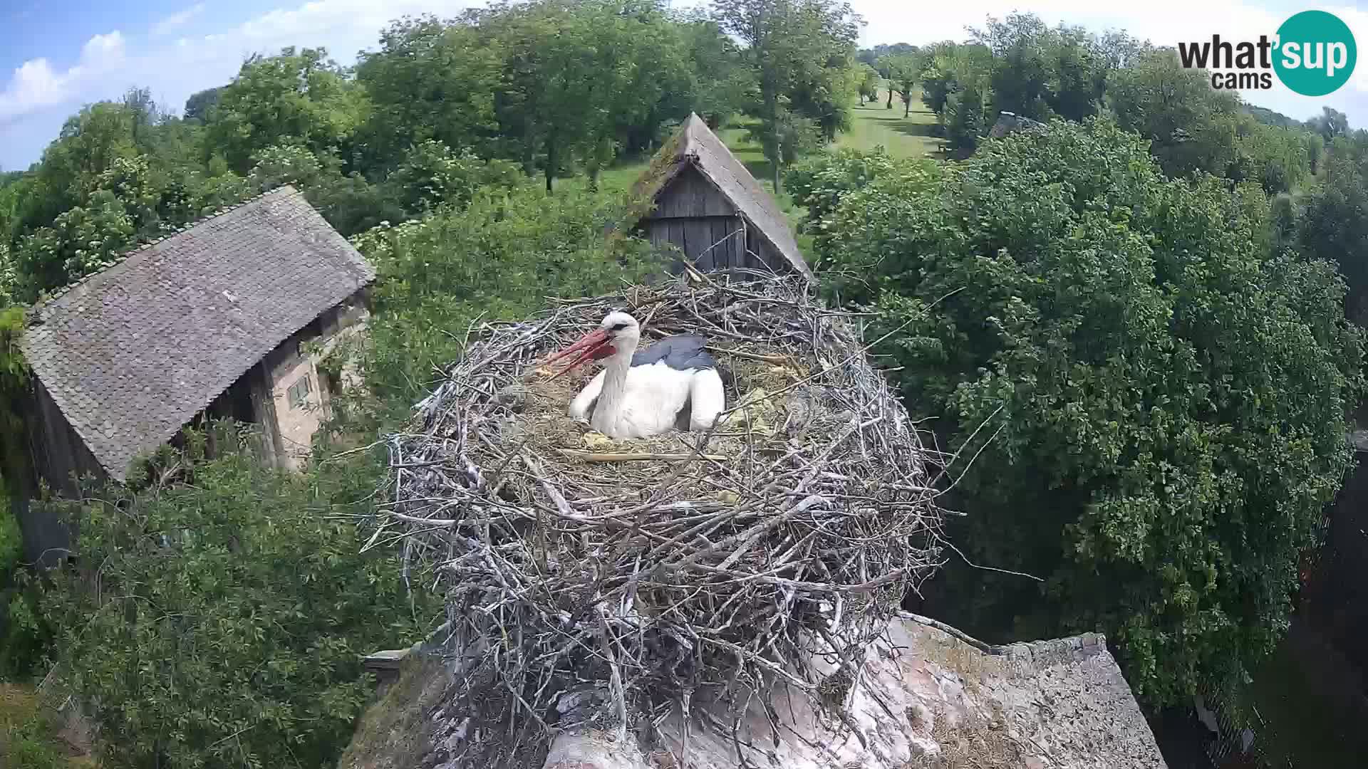 U živo Europsko selo roda – Park prirode Lonjsko polje