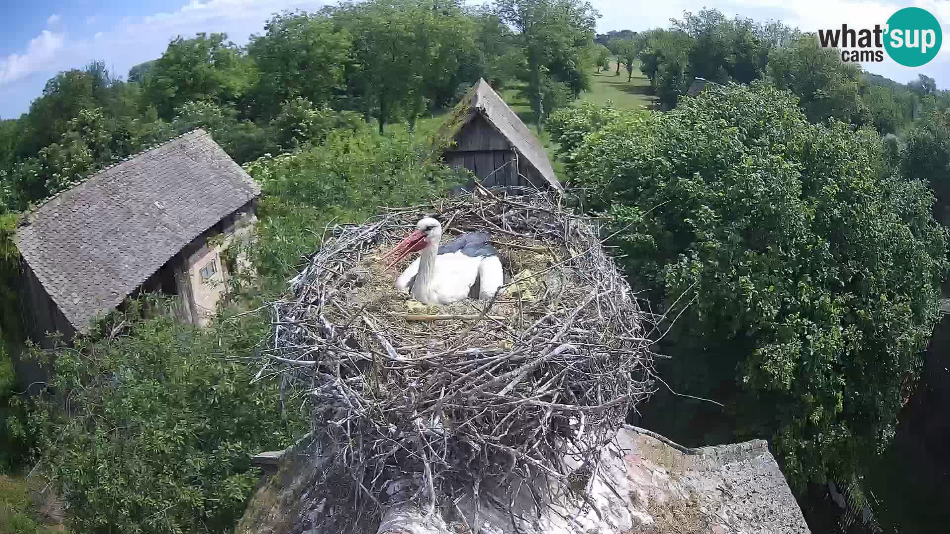 Village européen de cigognes webcam Parc naturel de Lonjsko polje
