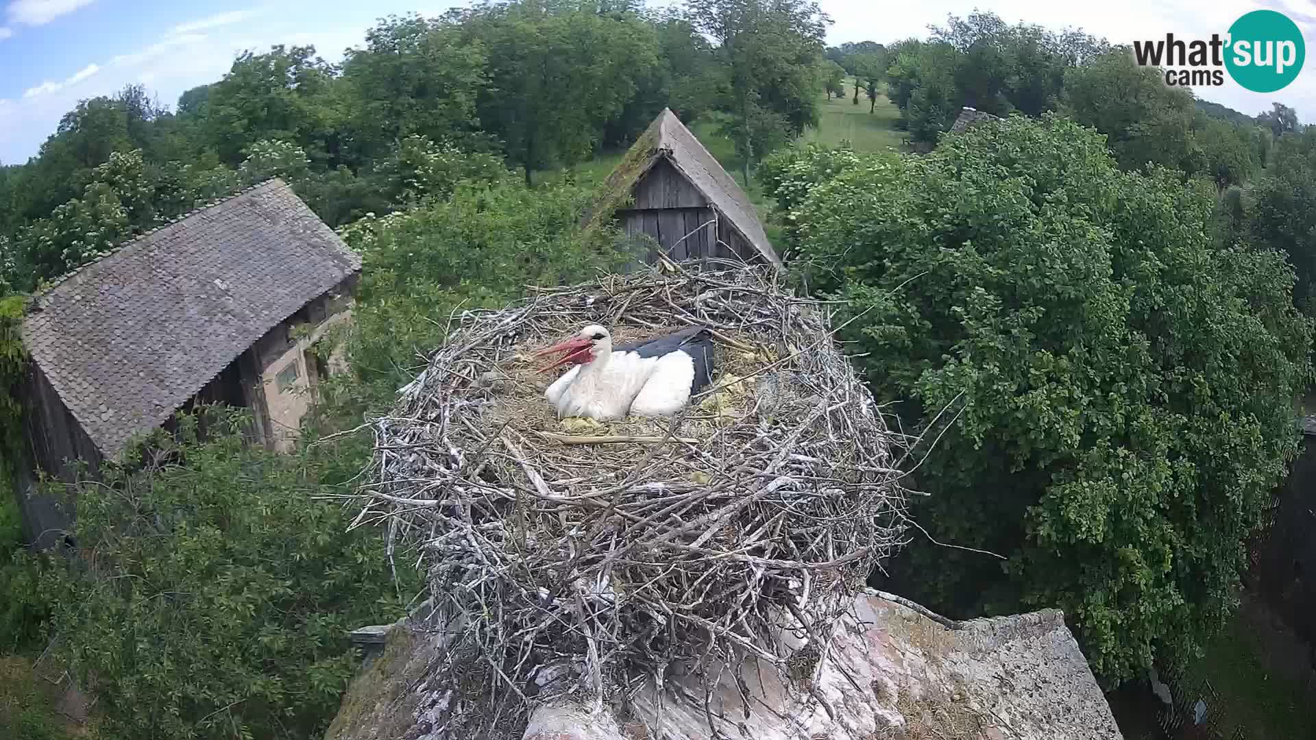Evropska vas štorklje – Krajinski park Lonjsko polje spletna kamera